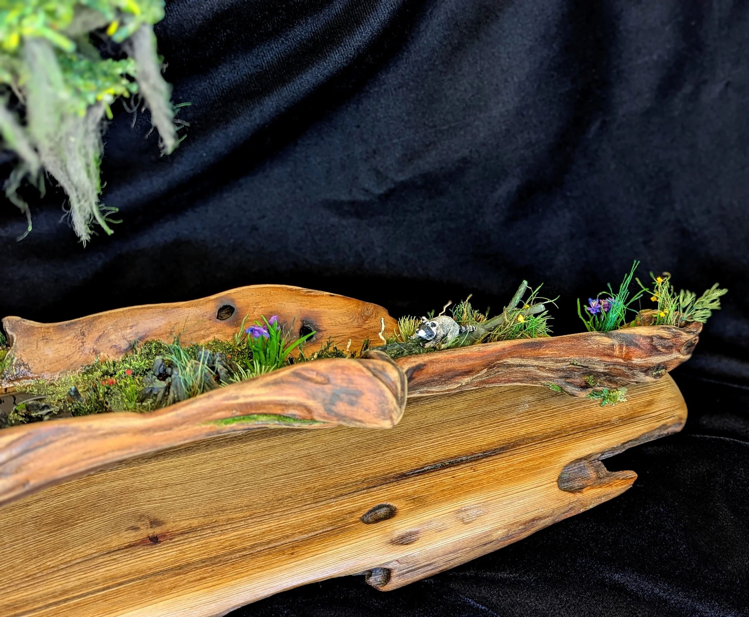 Angled view of raccoon on large cypress driftwood slice with lush green moss base against black backdrop. Part of the Micro Swamp / Bonsai series by Art Illusions by Young, showcasing intimate scale and natural beauty.