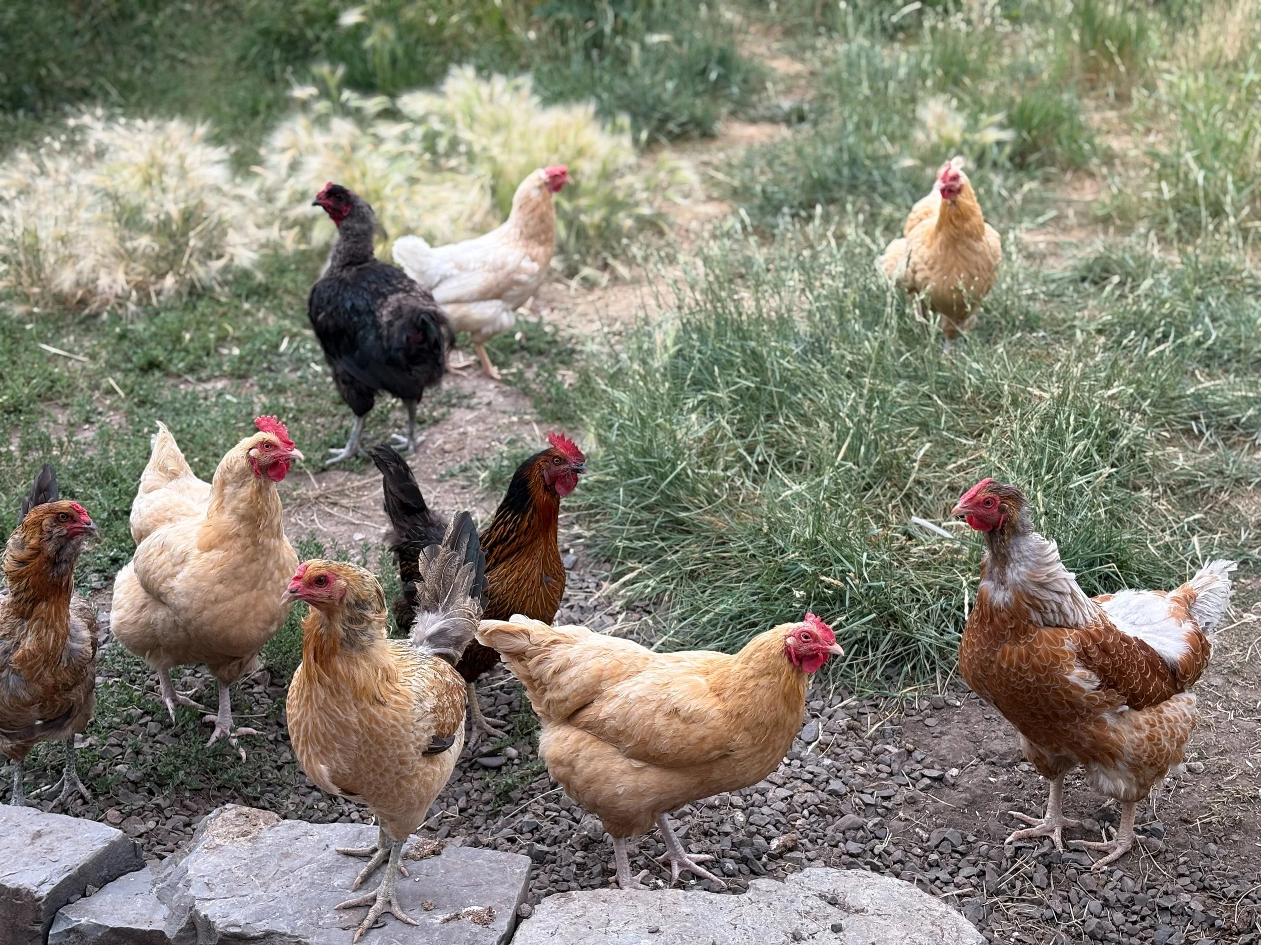 2025-07-29 17.21.30.jpg