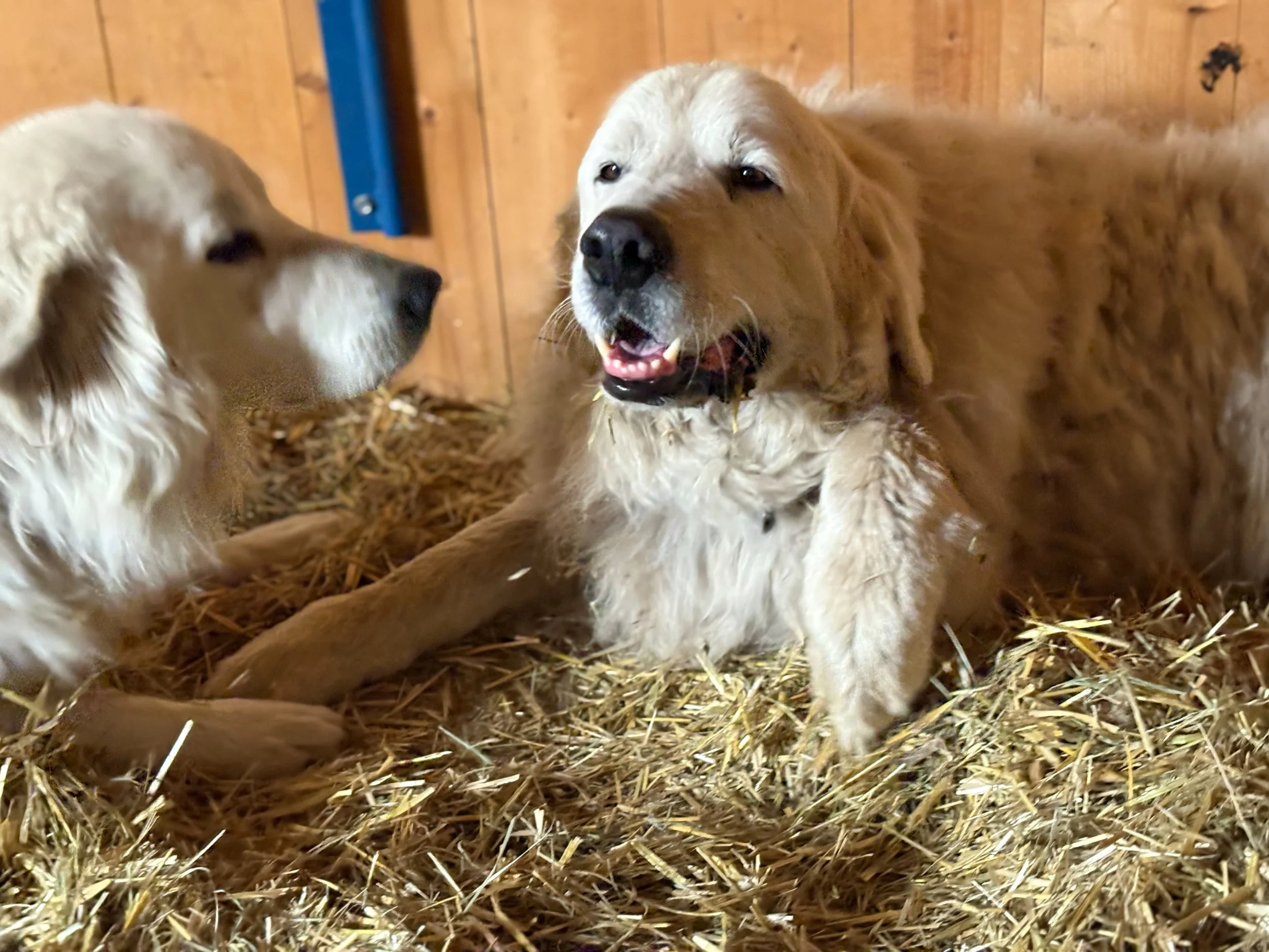 2025-07-29 17.15.33.jpg