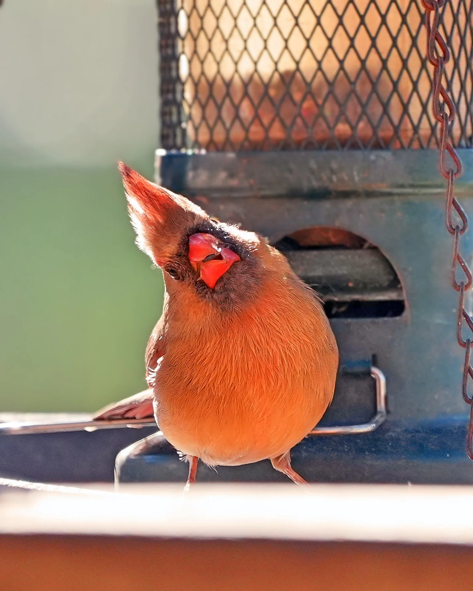 2026-1-20 - Eustis FL - Cardinal - female 5.jpg