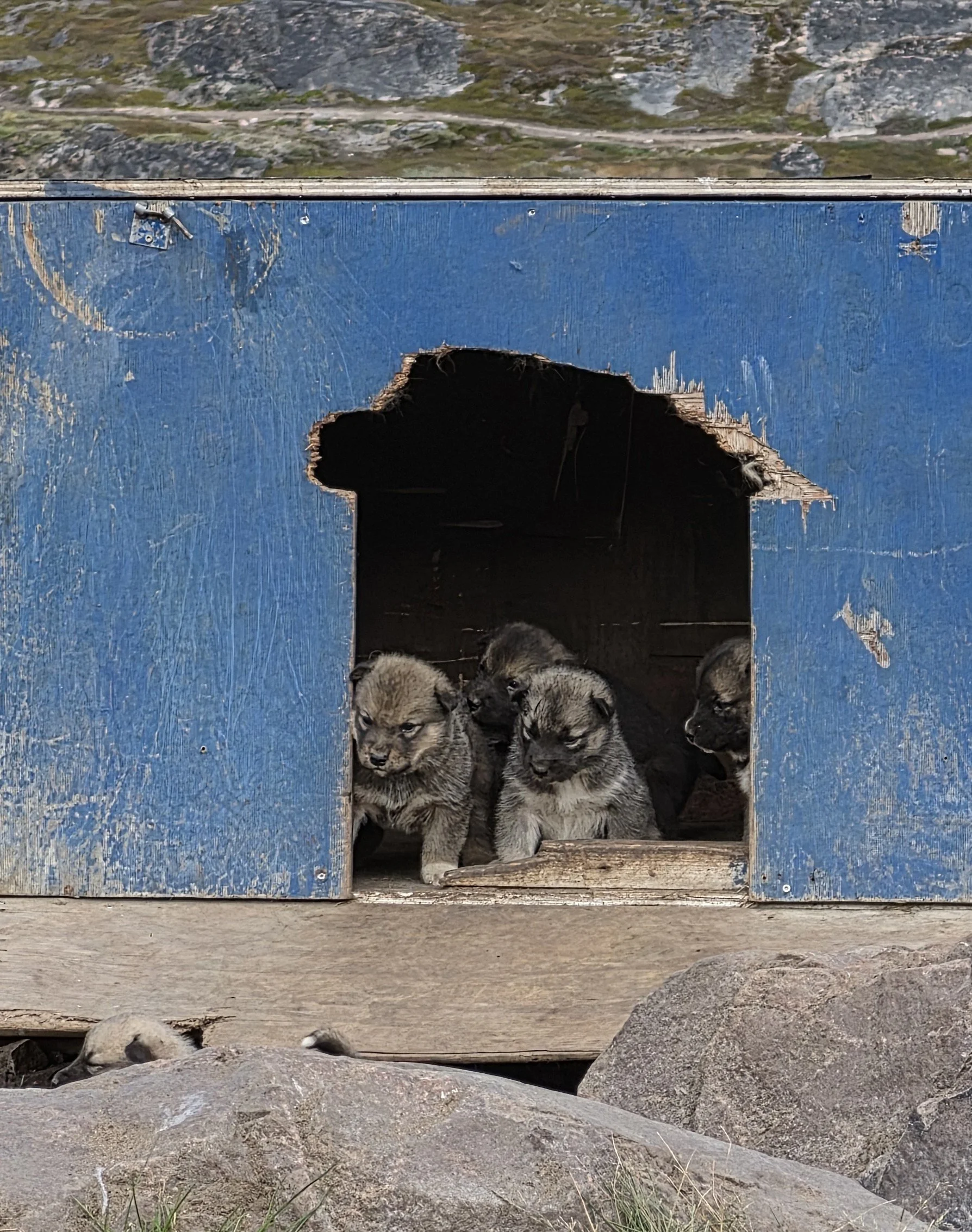2026-9-1 - Sismiut - Dogtown - two week old puppies.jpg