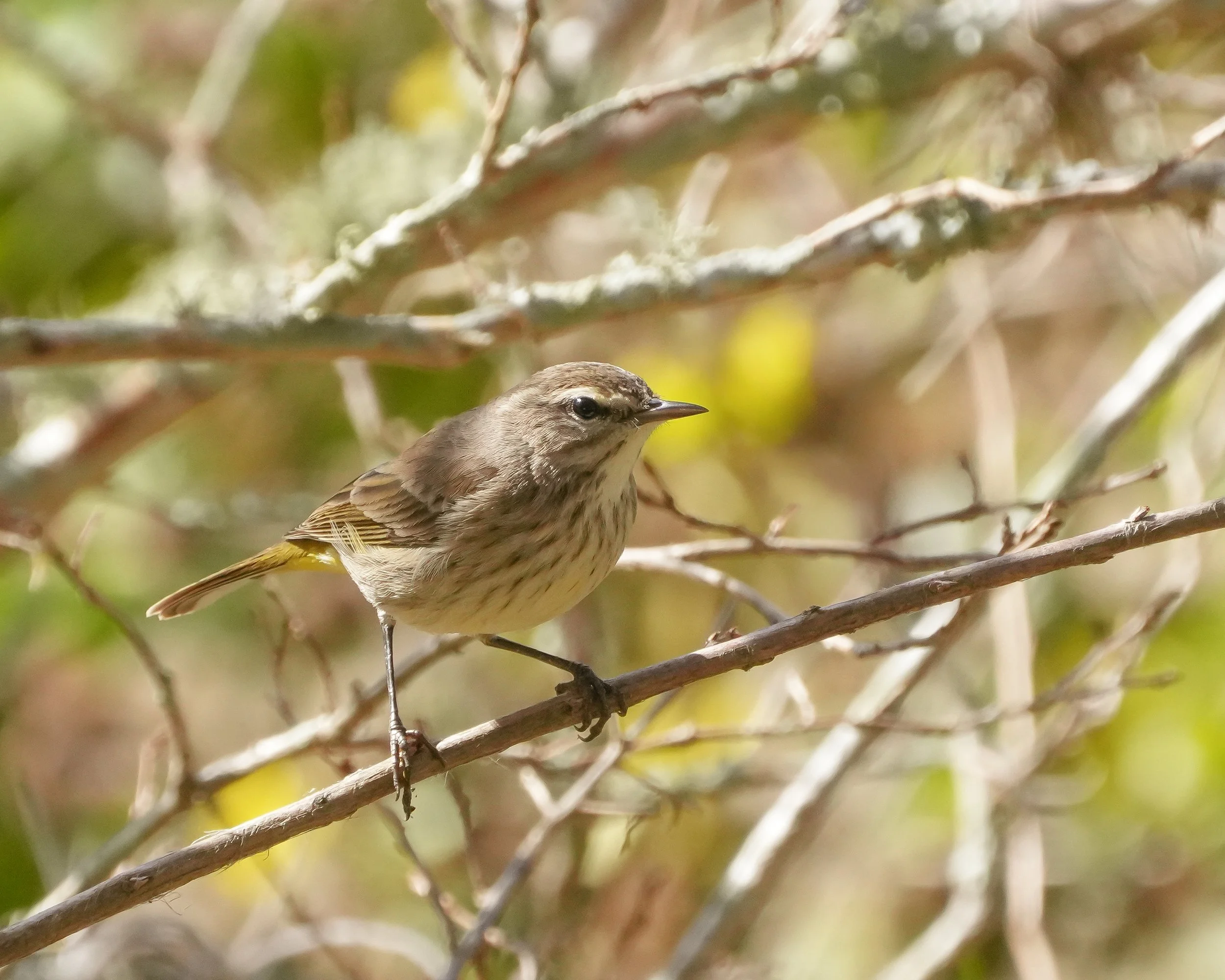2026-1-10 - Palm Warbler 3.jpg