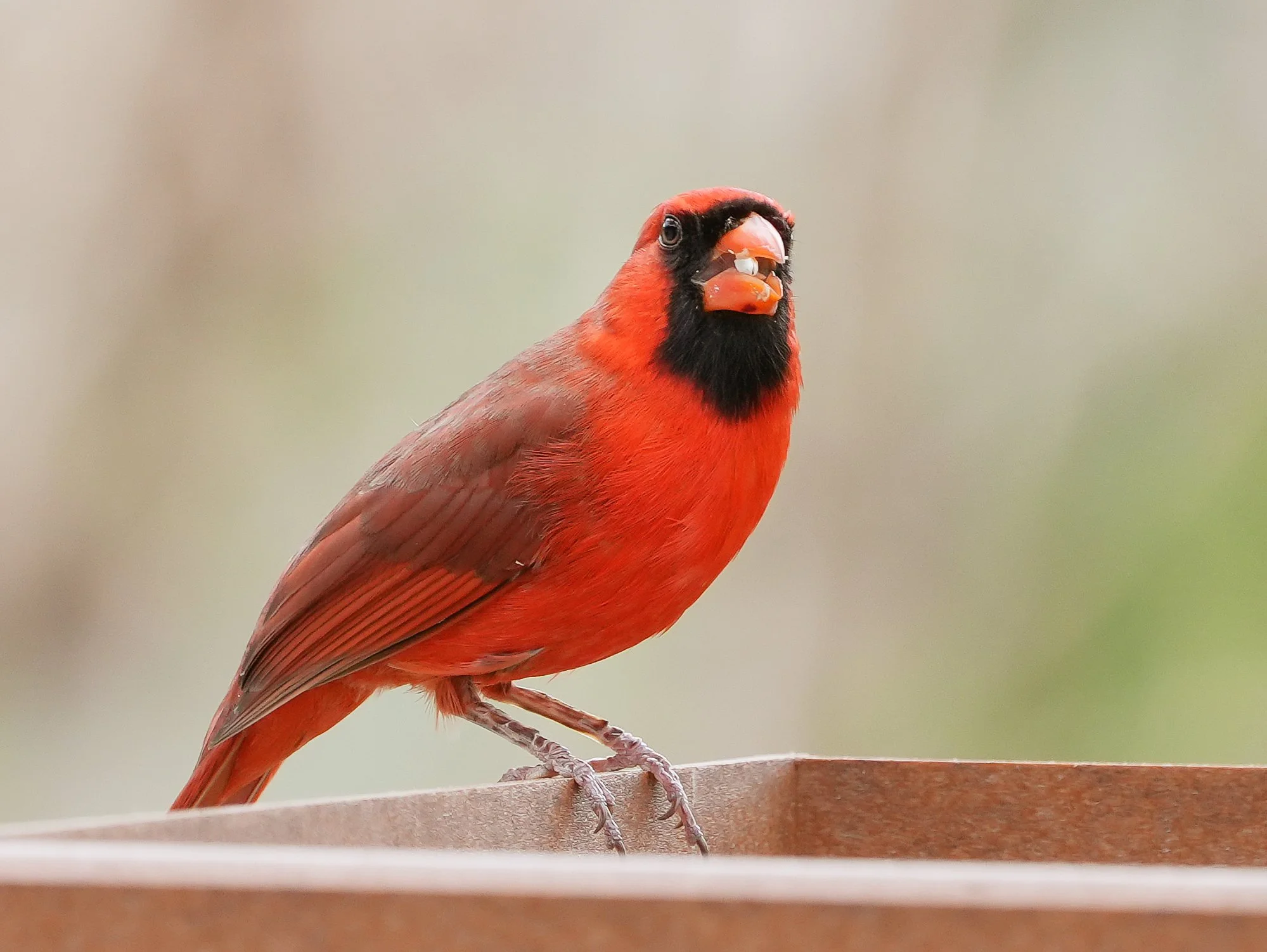 2026-3-3 - Eustis FL - Cardinal at feeder - male (38).JPG
