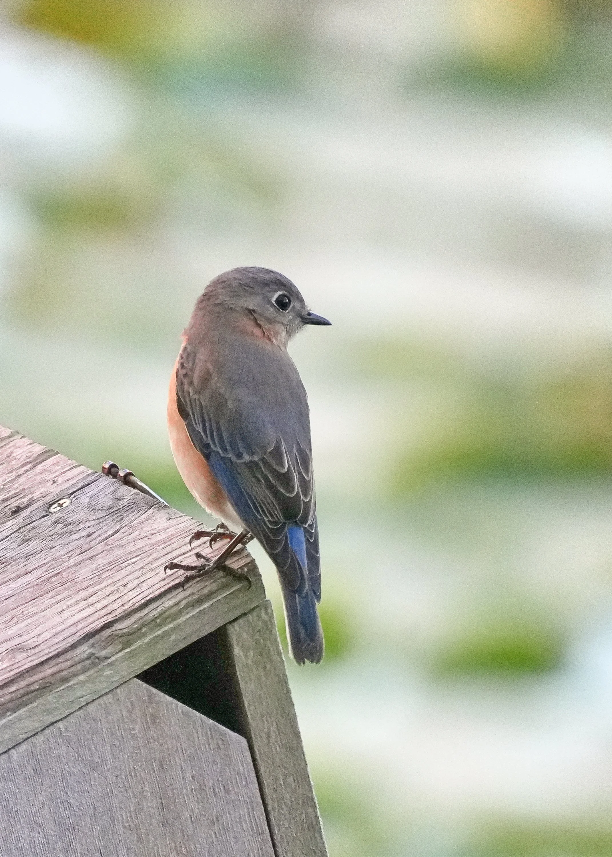 2026-1-10 -Bluebird - female.jpg