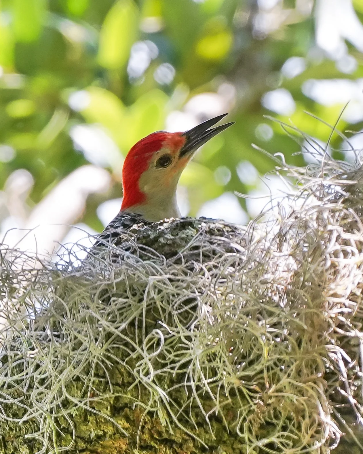 2026-5-13 - Red-bellied Woodpecker in oak tree.jpg
