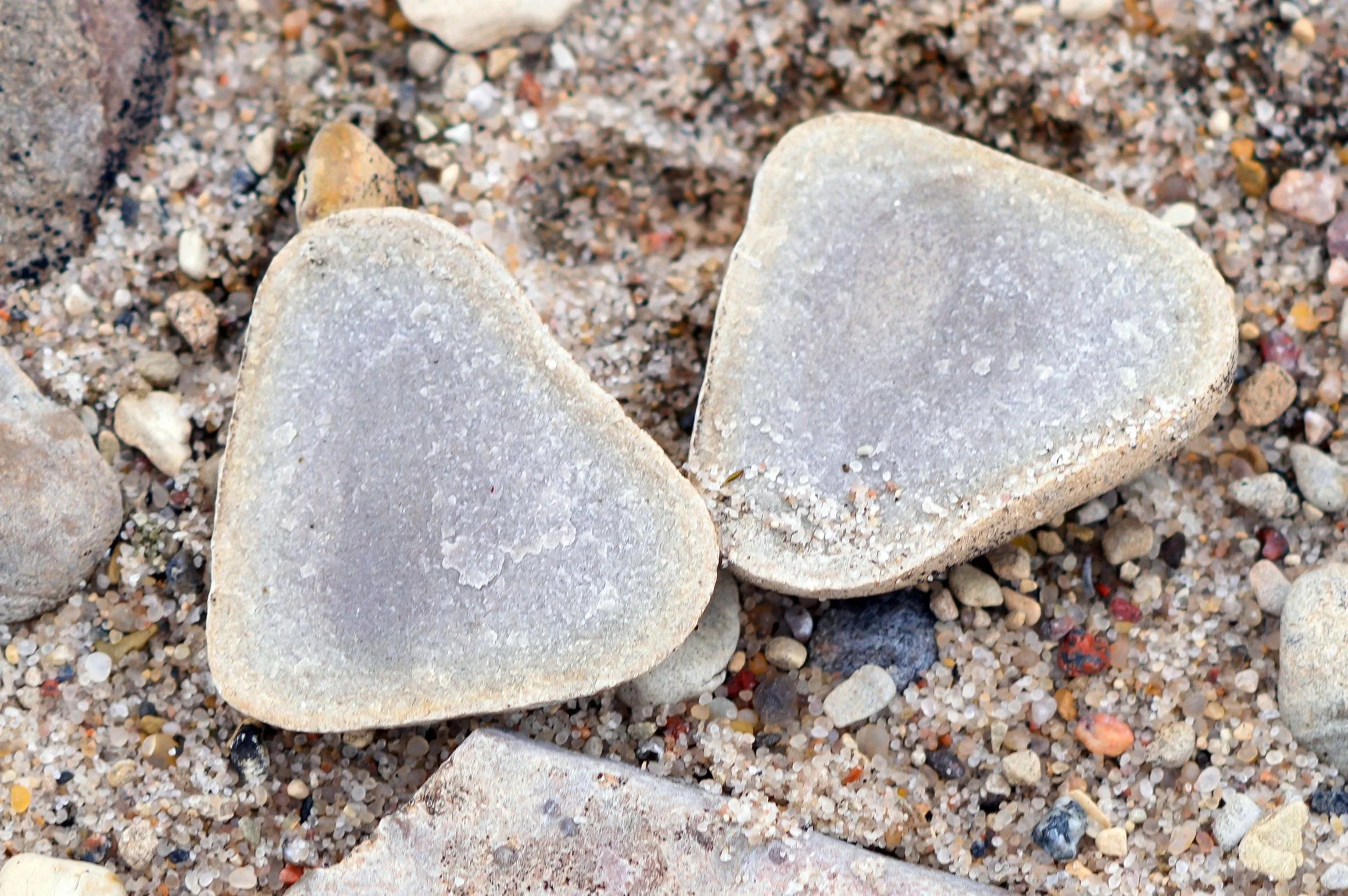 2026-8-21 - Jenny Lind Island - likely a marine fossil embedded in limestone 2 small.jpg