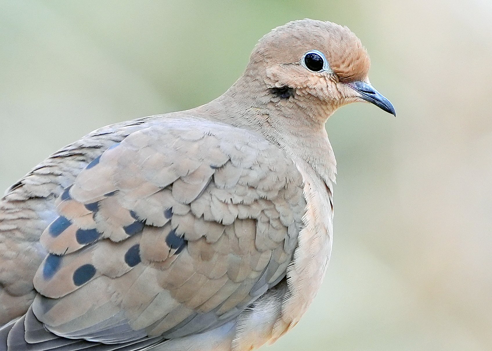 Day 42: A close up of the beautiful details in a Mourning Dove's markings.