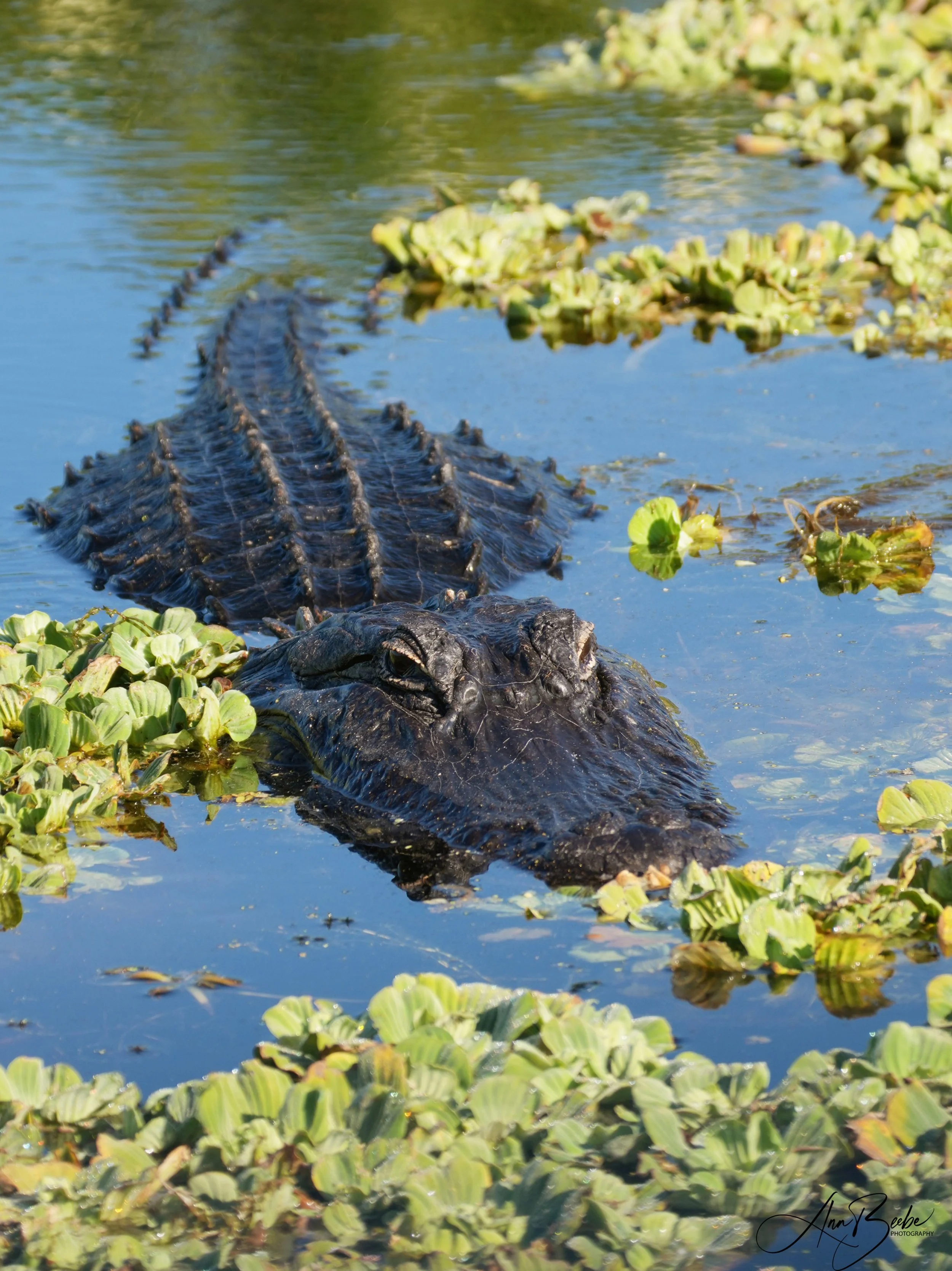 0 Alligator 1 - small - signed.jpg