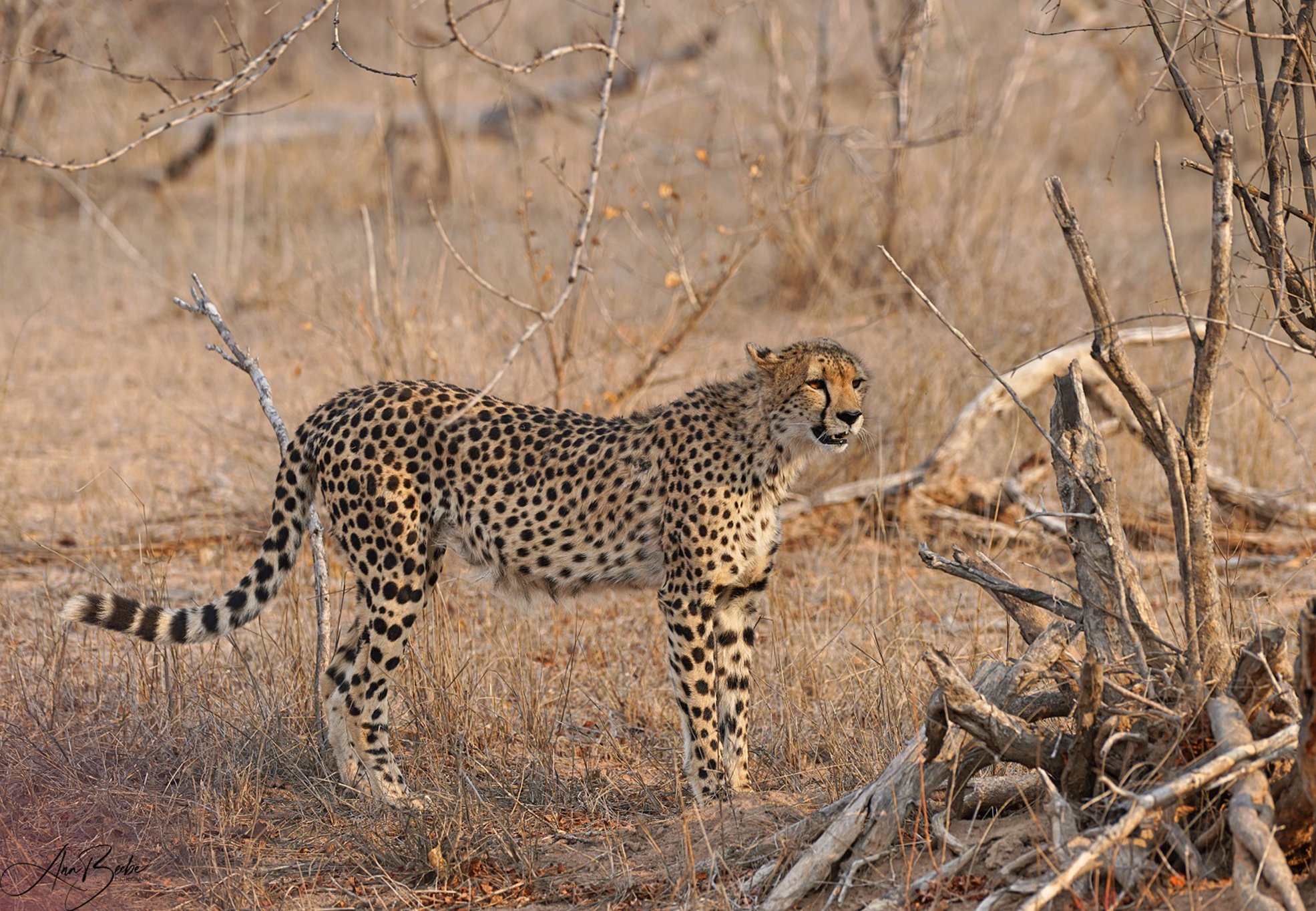 Africa - Oct 24 - Cheetah standing s - signed.jpg