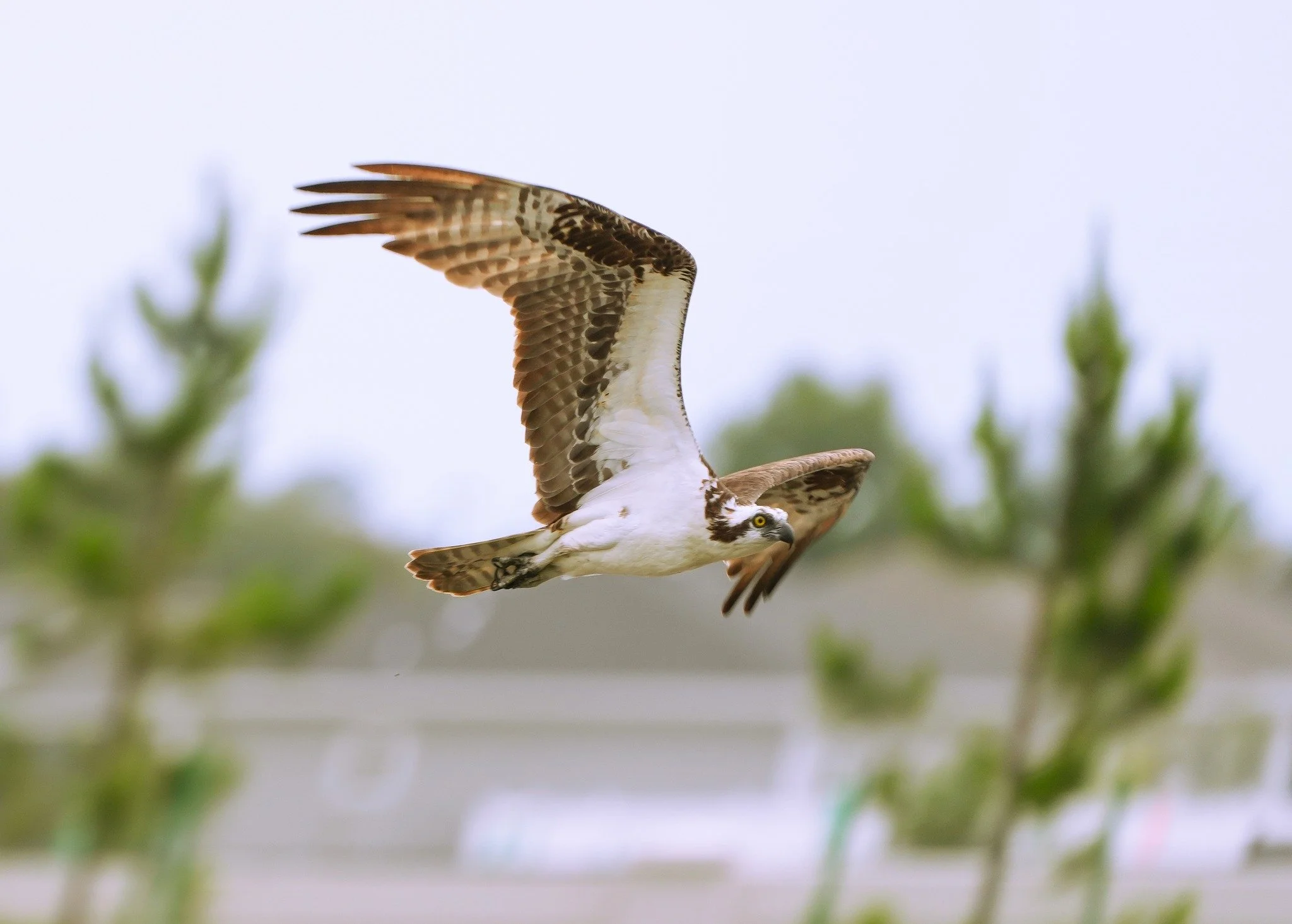 2026-5-12 - Osprey flying past apartments in Mt Dora.jpg