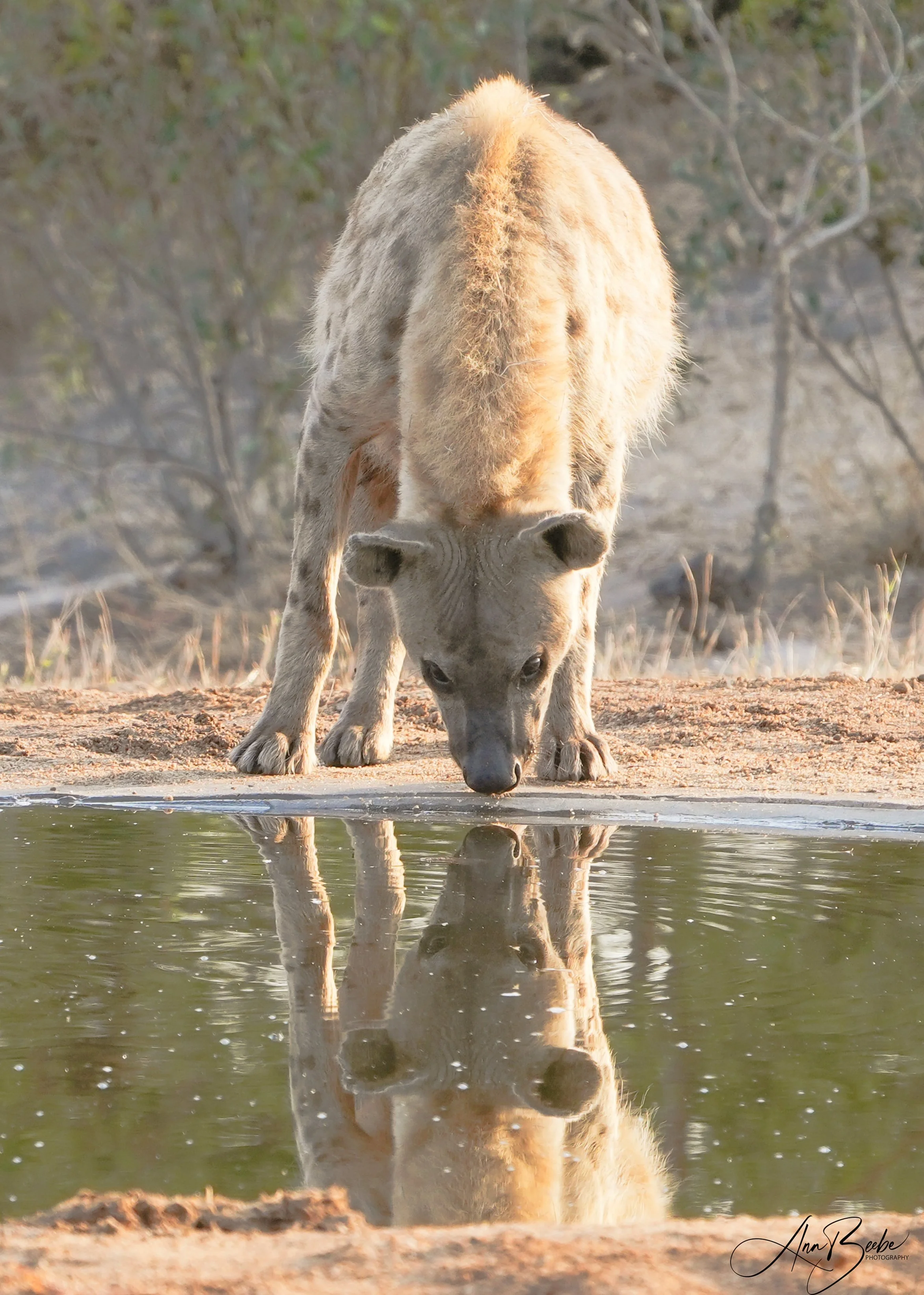 Hyena drinking 1 - signed.jpg