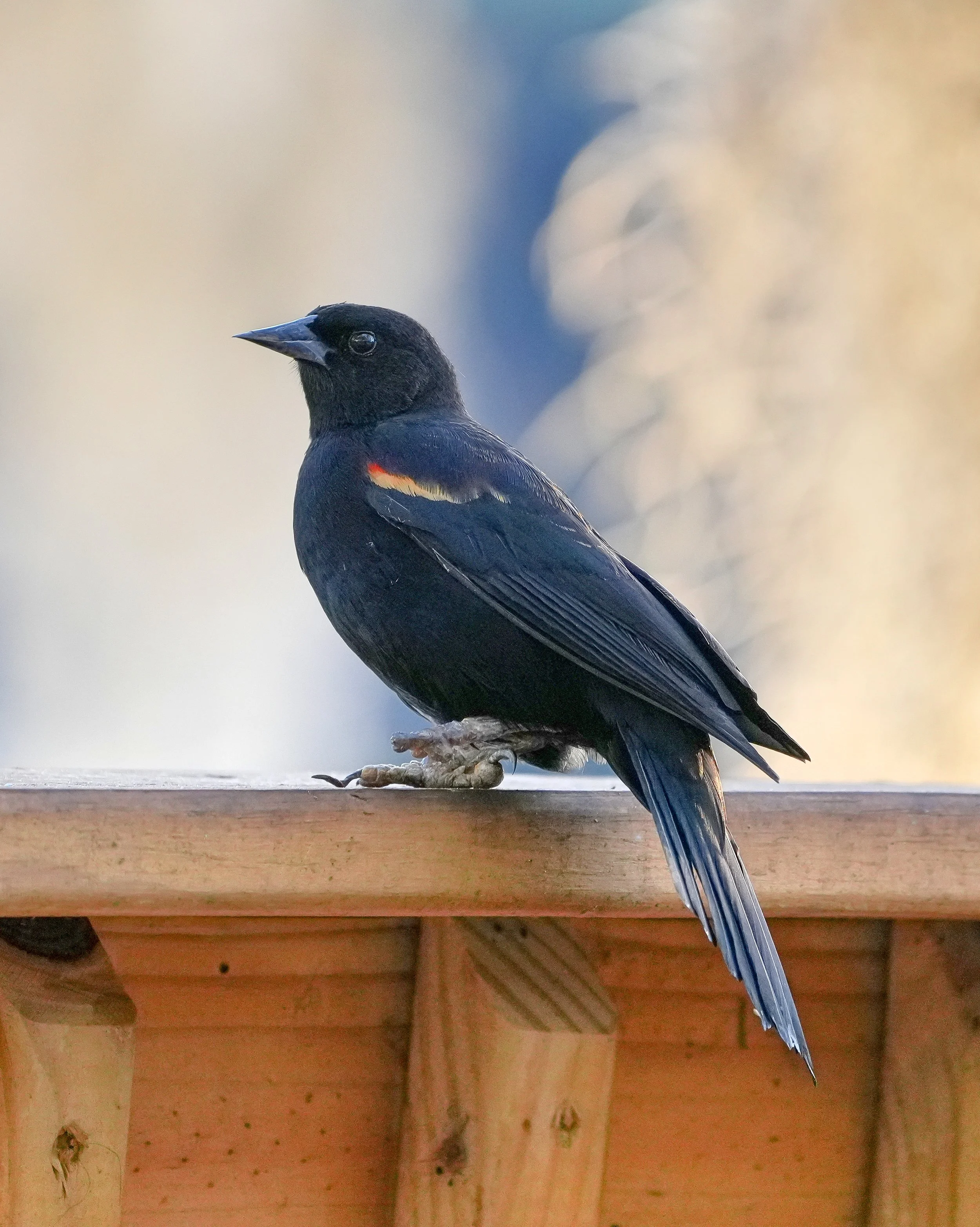 Day 40: I returned home from travels today and was quickly greeted by this special Red-winged Blackbird when I filled my feeders! The poor fellow only has one foot and both legs are deformed. I was worried how he'd fare while I was gone, but all is w
