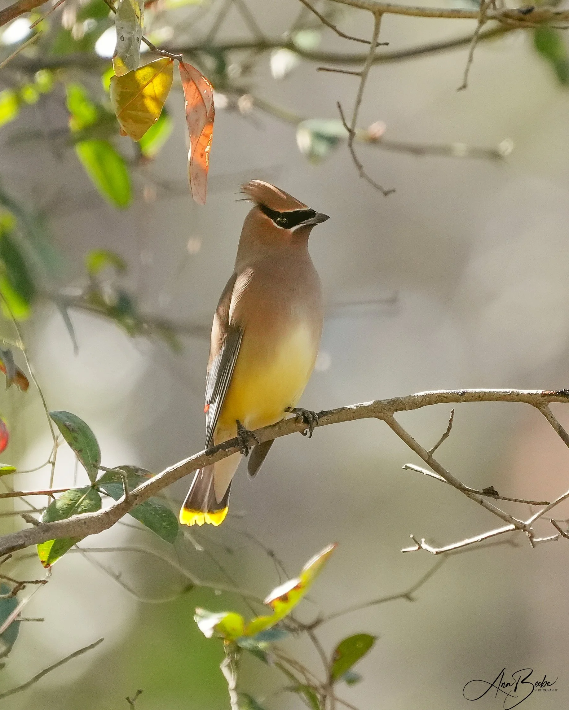 2026-2-8 - Cedar Waxwing 1 - signed.jpg