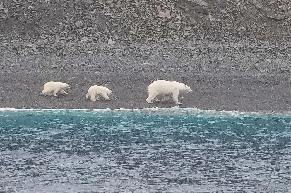 2026-8-26 - Radstock Bay - Polar Bears 0.JPG