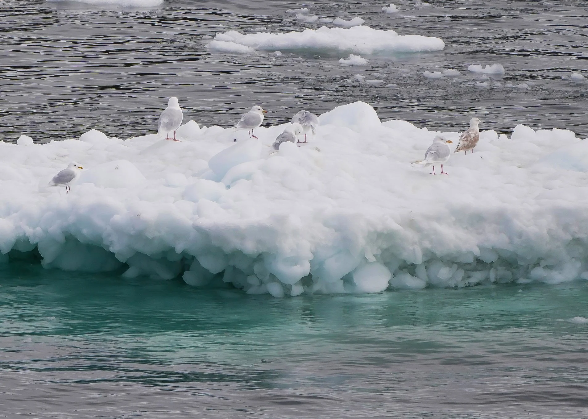 2026-8-31 - Ilulissat - what bird gulls 1.jpg