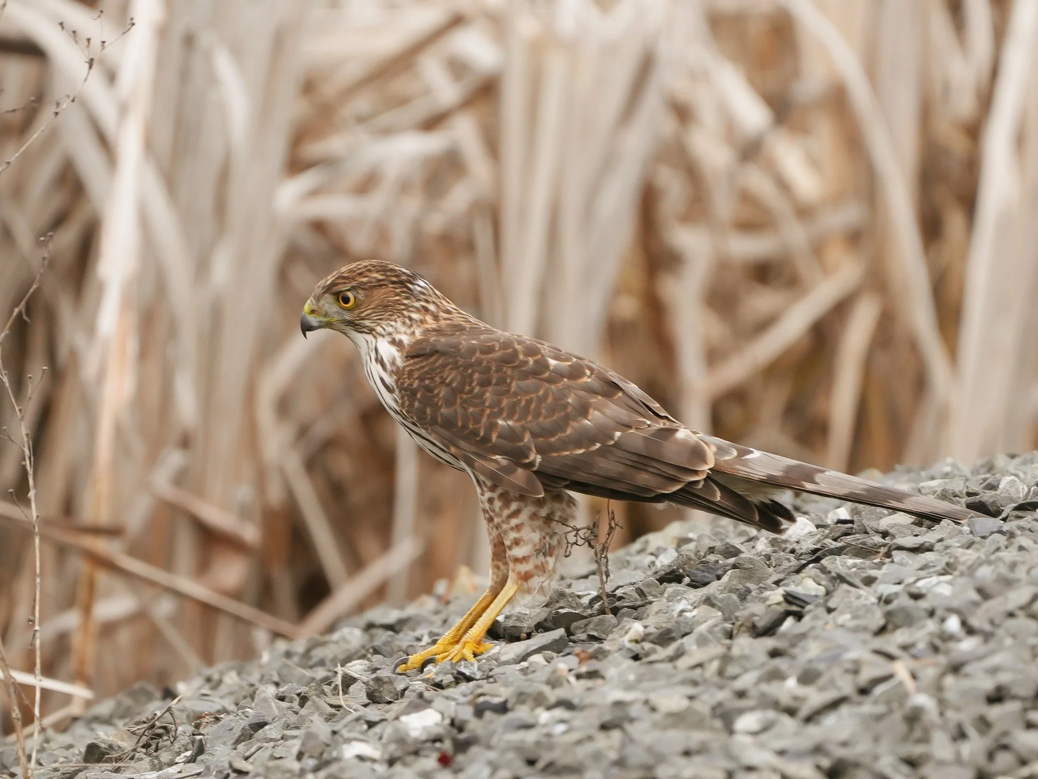 2026-3-19 - Coopers Hawk.jpg