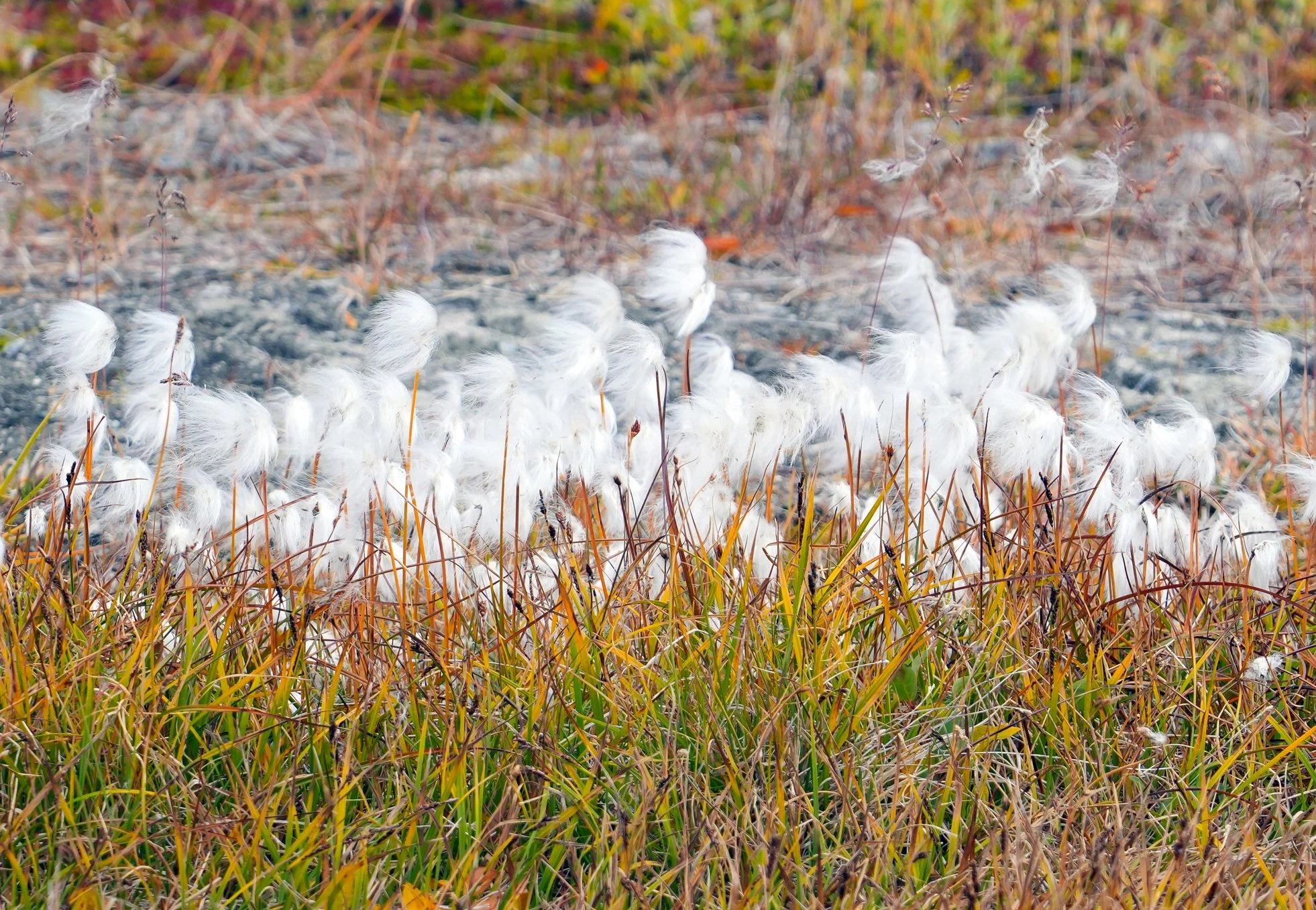2026-8-31 - Ilulissat - cotton plant 2.jpg
