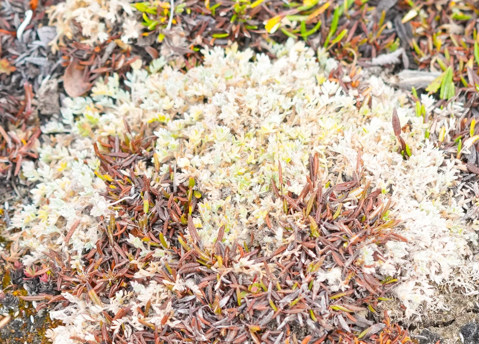 2026-8-20 - What plant 1 - small.jpg