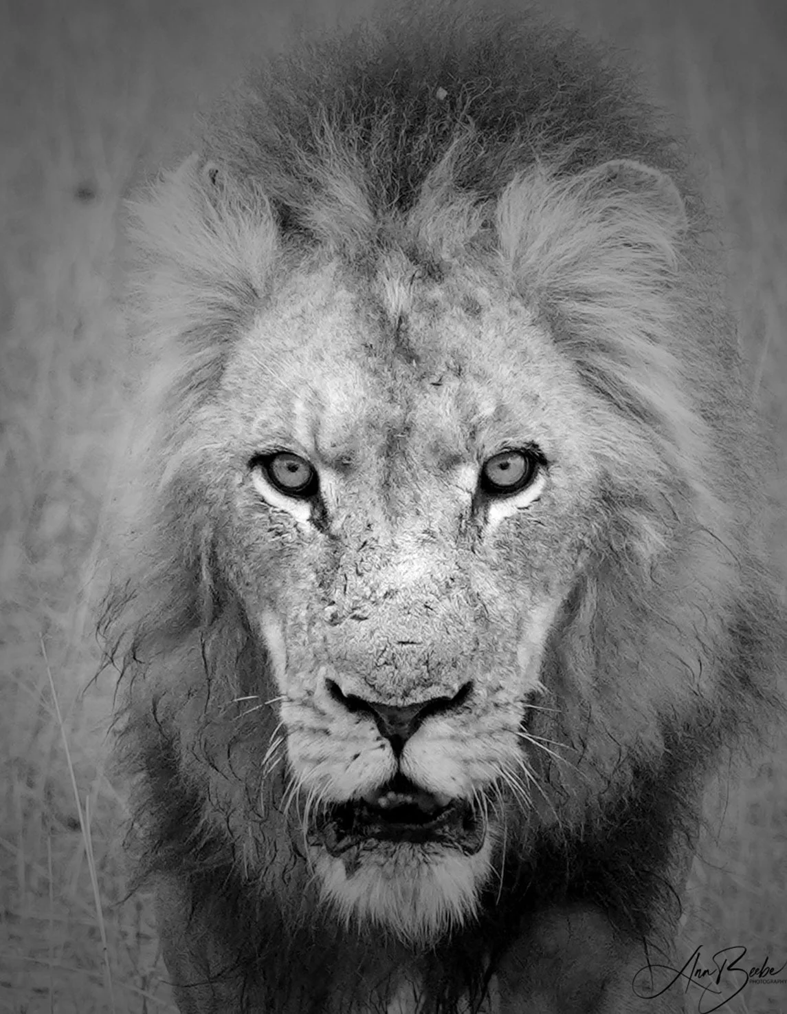 avoca male lion - signed.jpg