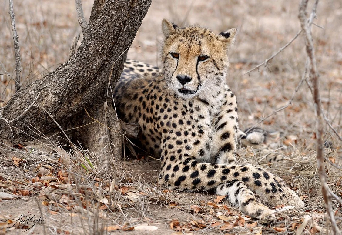 Africa - Oct 24 - cheetah 2 s - signed.jpg