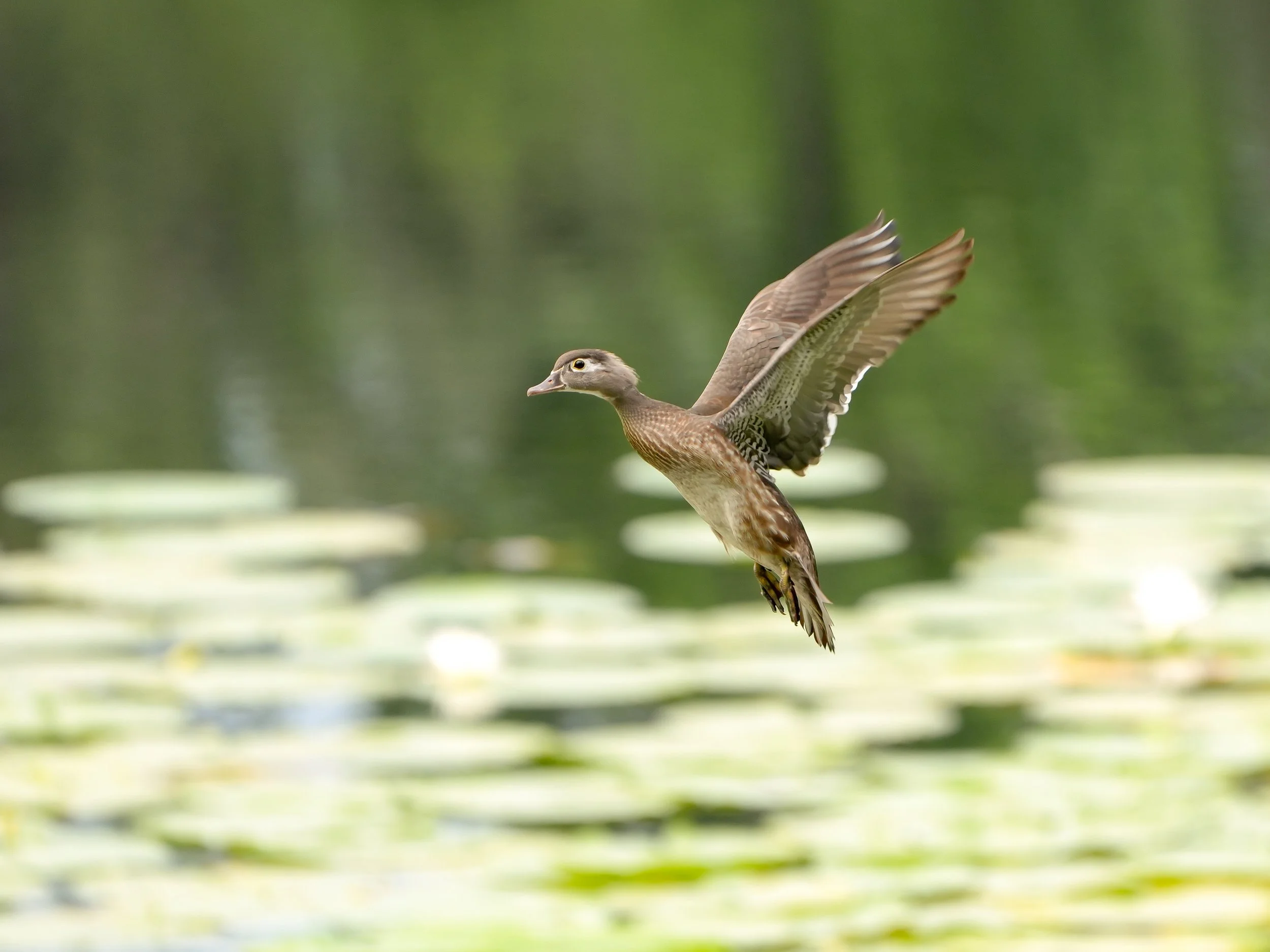 2026-5-30 - Wood duck female in flight 0.jpg