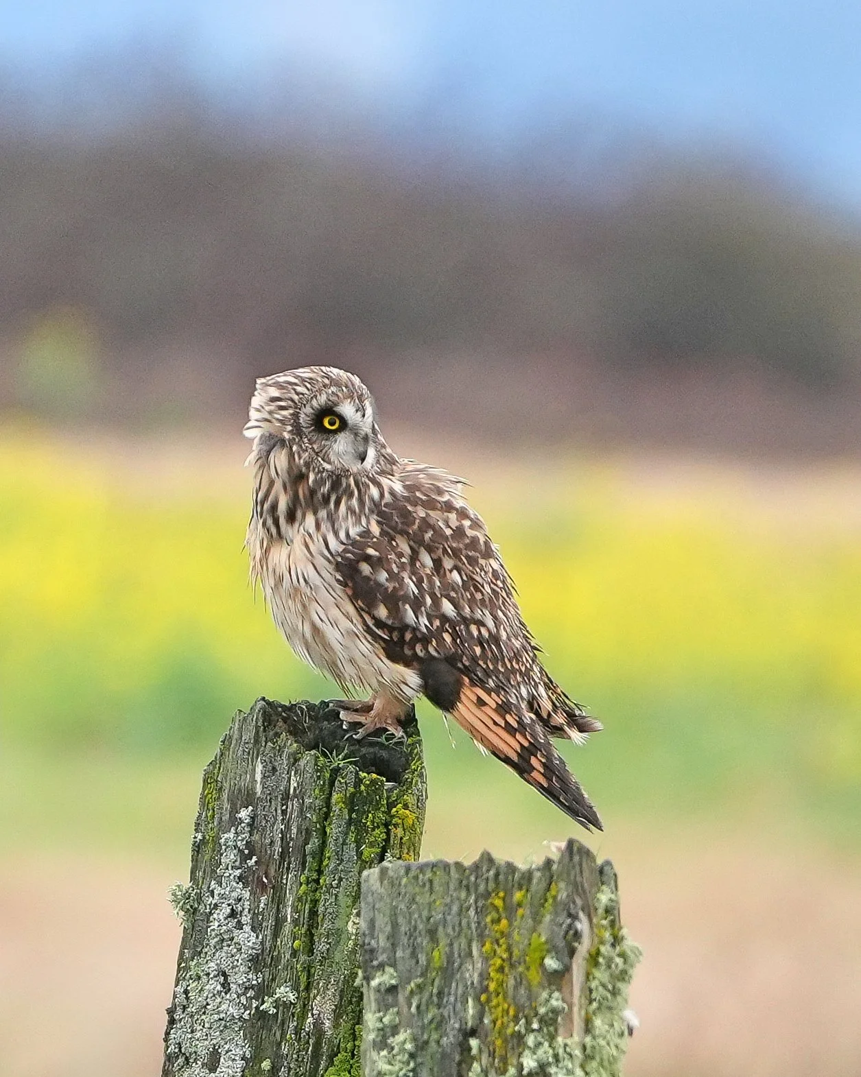 2026-3-20 - Short-eared Owl - Skagit Valley.jpg