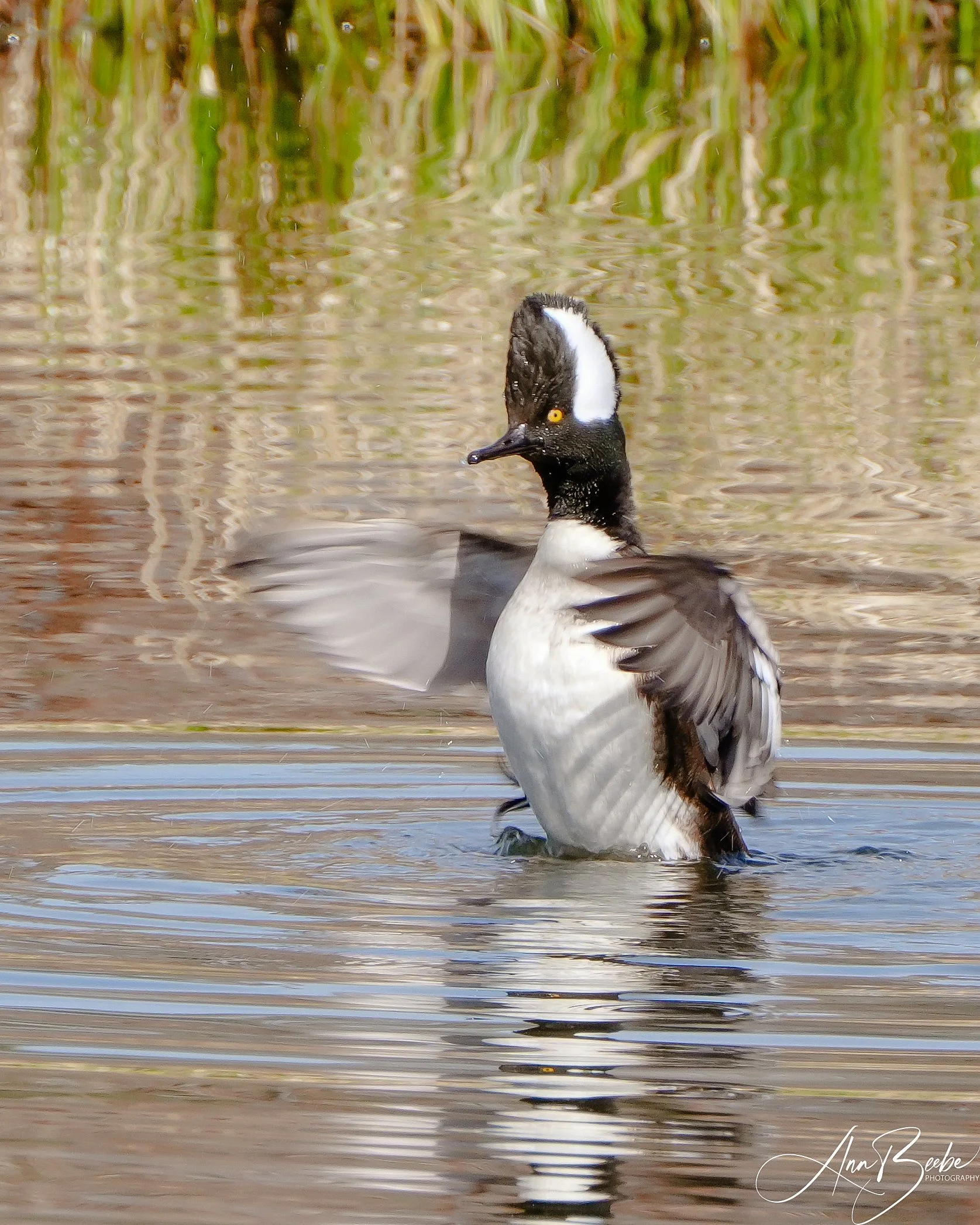 Day 58: A male Hooded Merganser putting on a show.