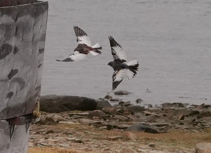 2026-8-20 - Snow Buntings (1) - small.JPG