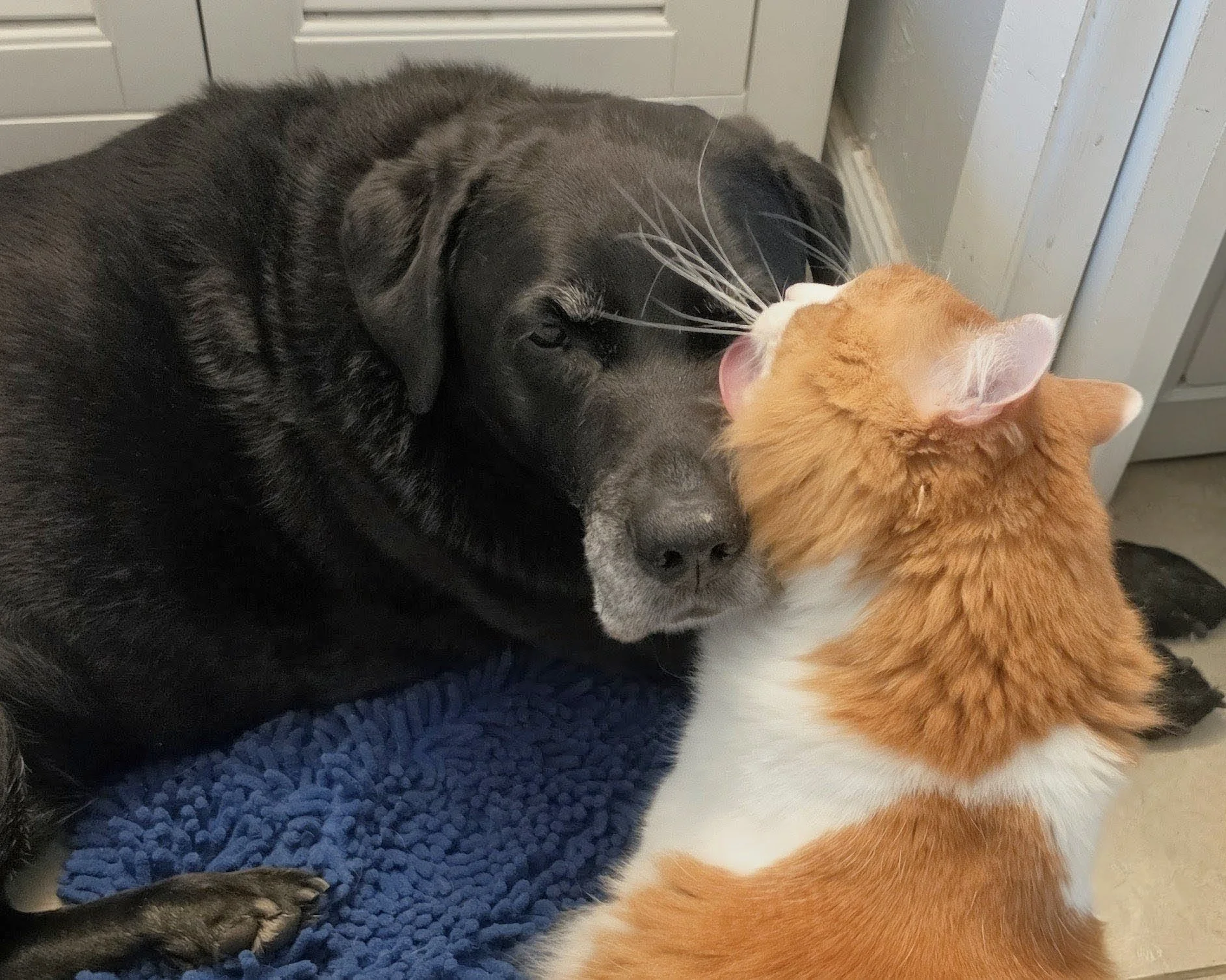 2026-7-3 - Mischief loves his Bruce.jpg