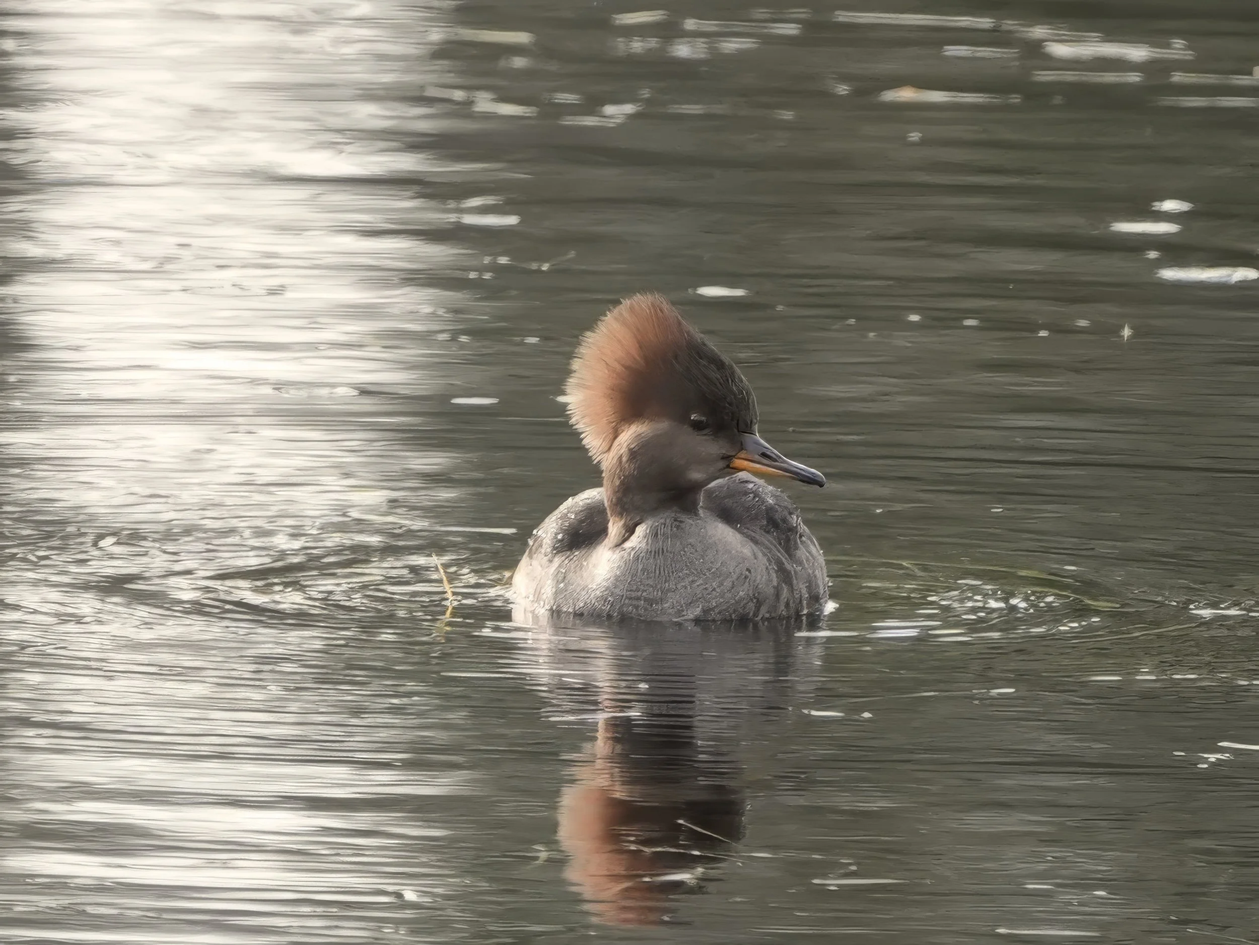 Day 21: A female Hooded Merganser, a winter visitor in my area. 