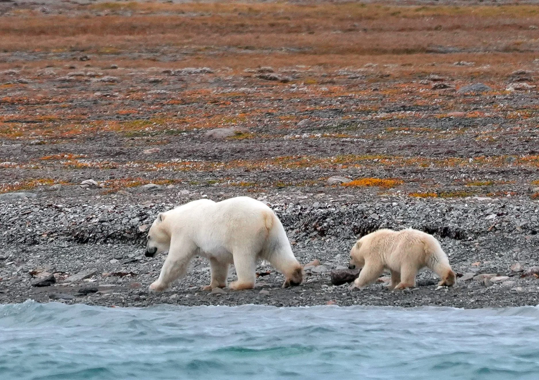 2026-8-23 - Coningham Bay - Zodiac trip - Polar Bear Mama and Cub walking along shore 5.JPG