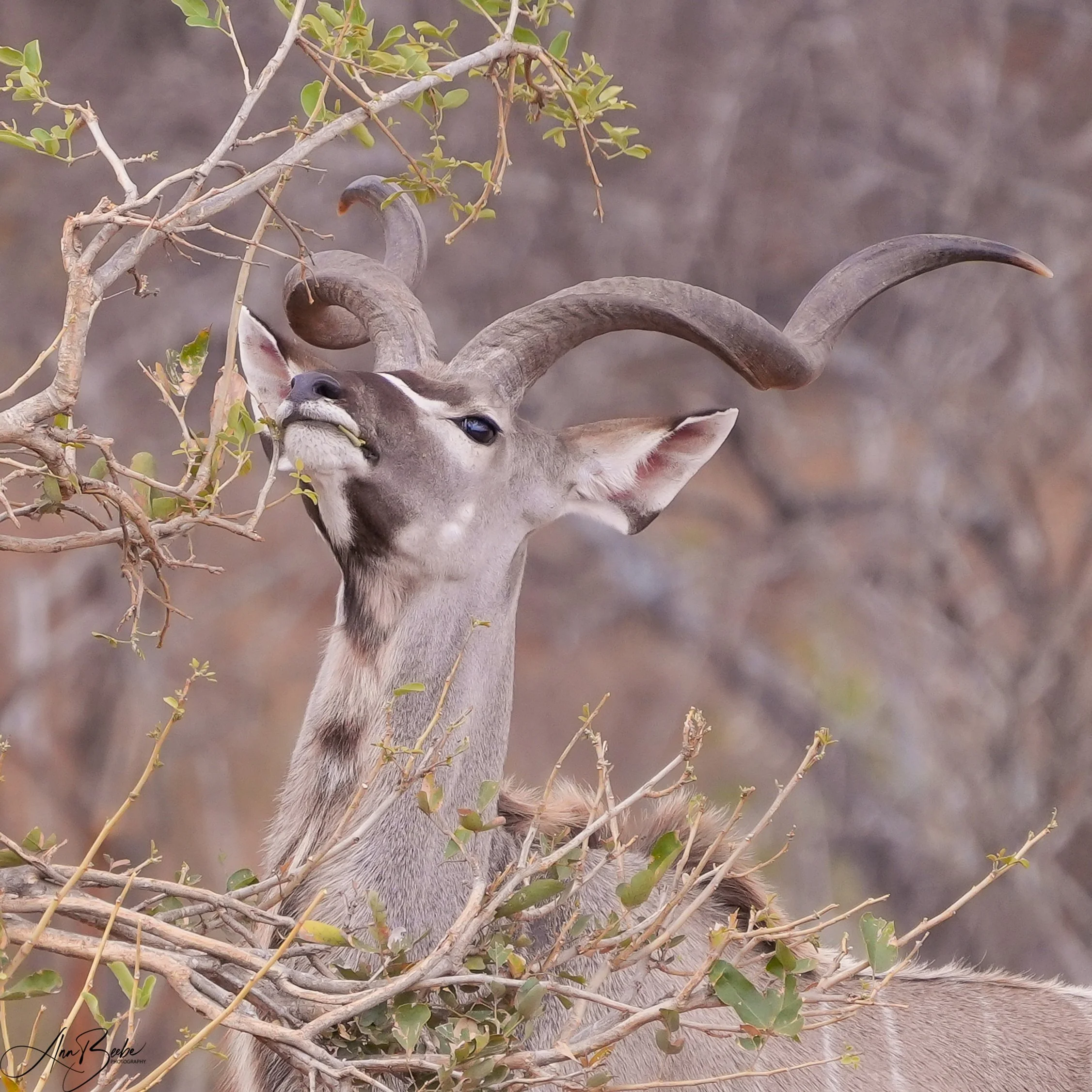 Kudu male - Sausage Tree - signed.jpg