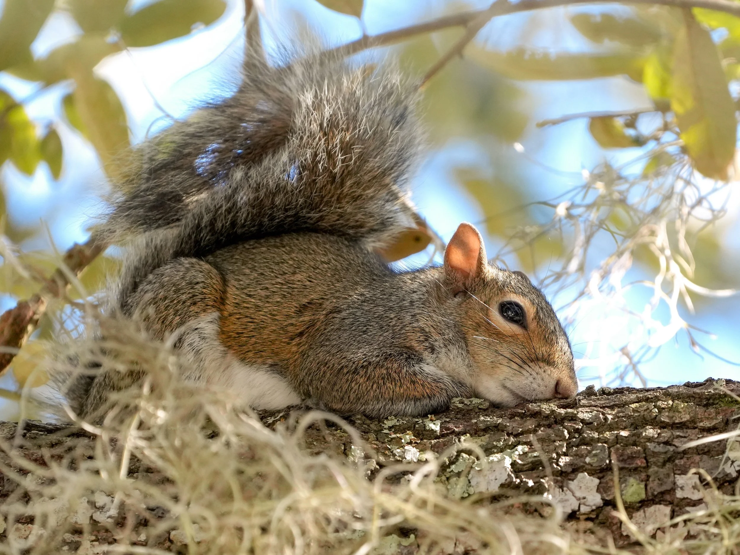 2026-1-25 - Squirrel nap 00 small.jpg