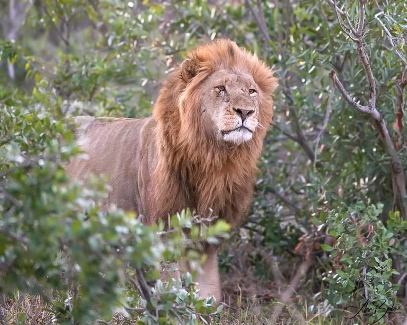 King - signed.jpg