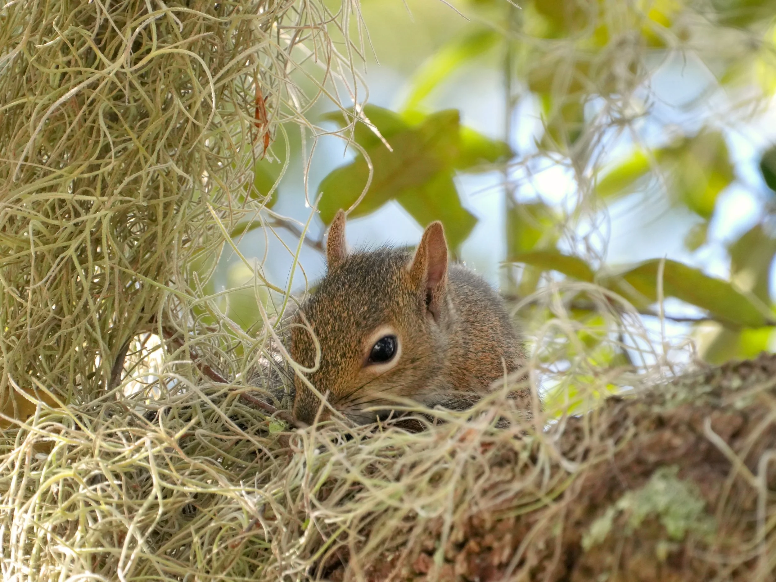 2026-1-11 - Eustis FL - Eastern Gray Squirrel in her nest 1.jpg