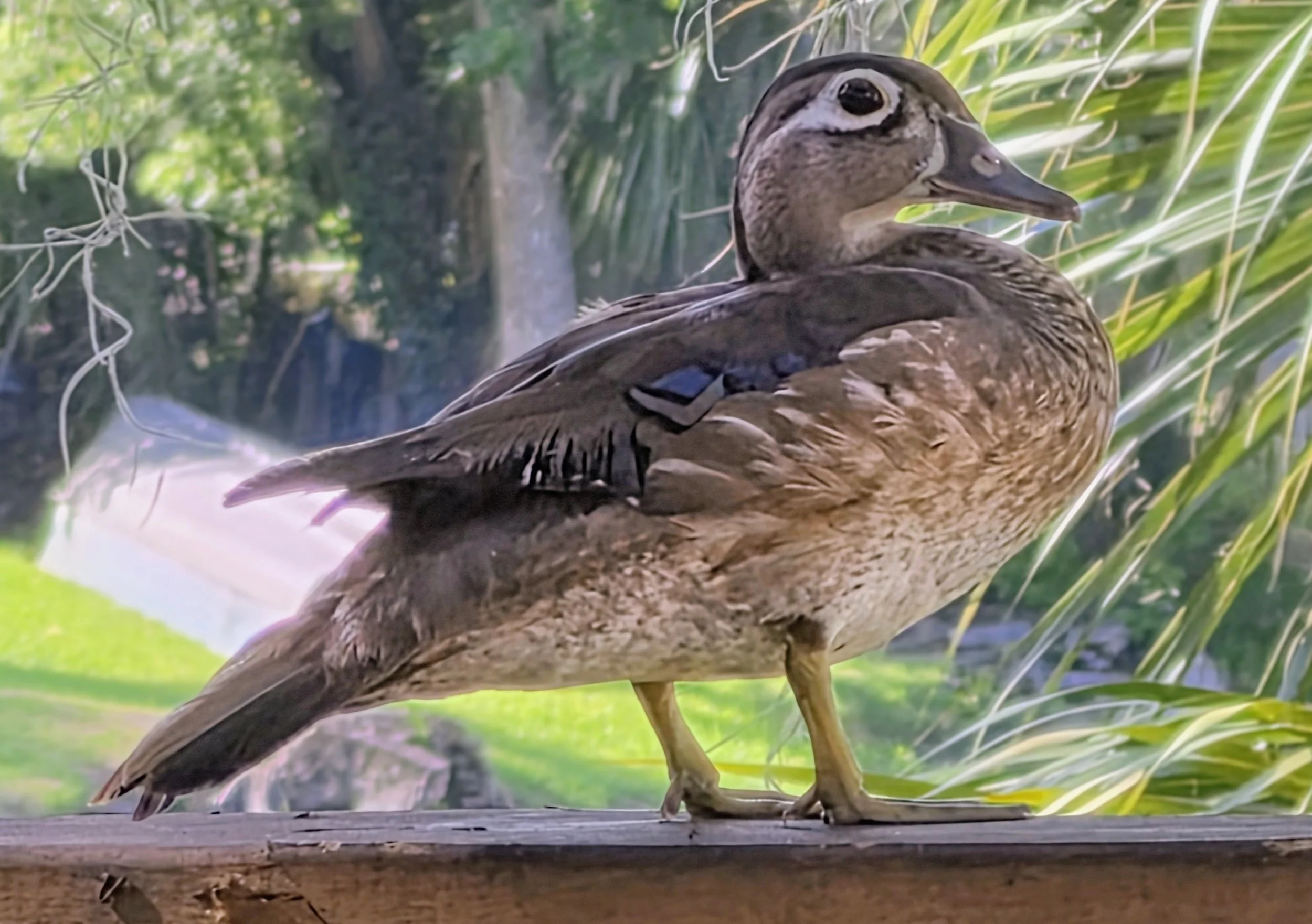 2026-7-5 - Wood DUck on deck railing.jpg
