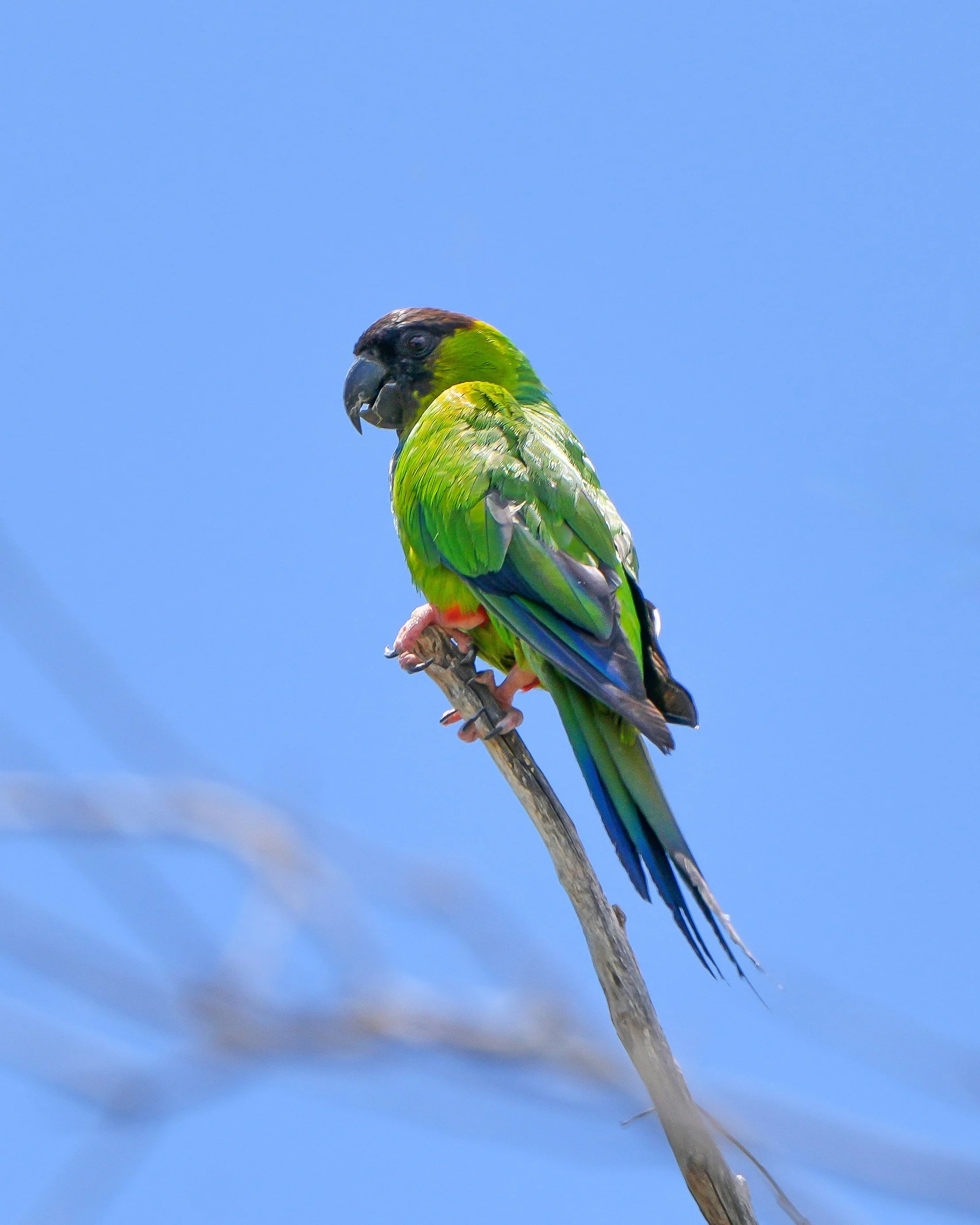 2026-6-26 - Ft Desoto - Nanday Parakeet in tree 000.jpg