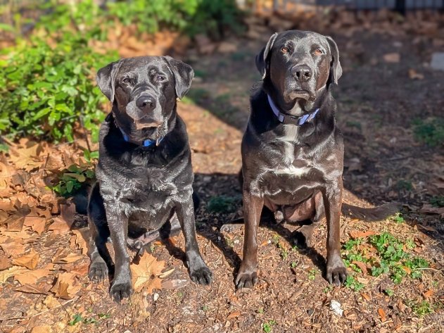 January 1 - My handsome boys Bruce and Buckley