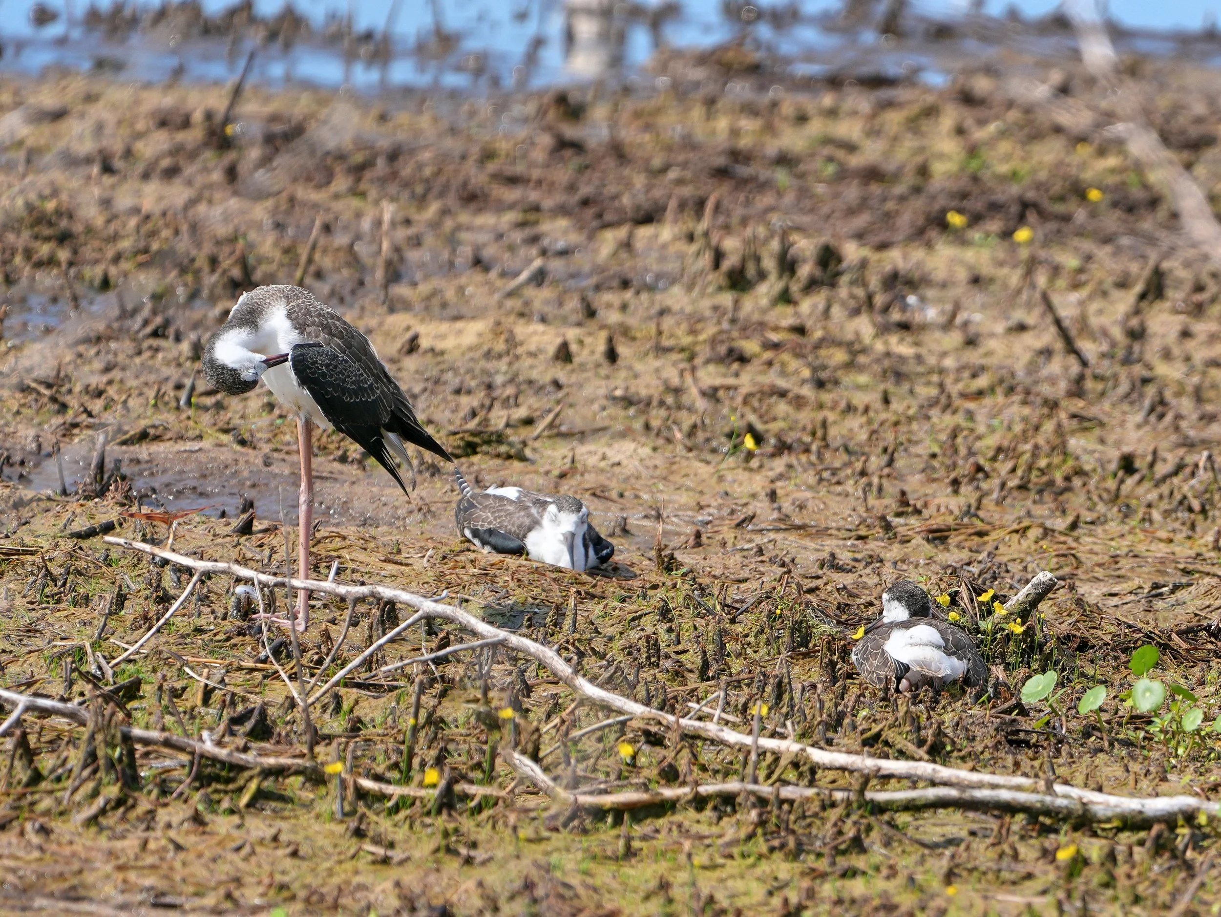 2026-6-12 - Lake Apopka FL - Black-necked Stilt with babies 1e.jpg