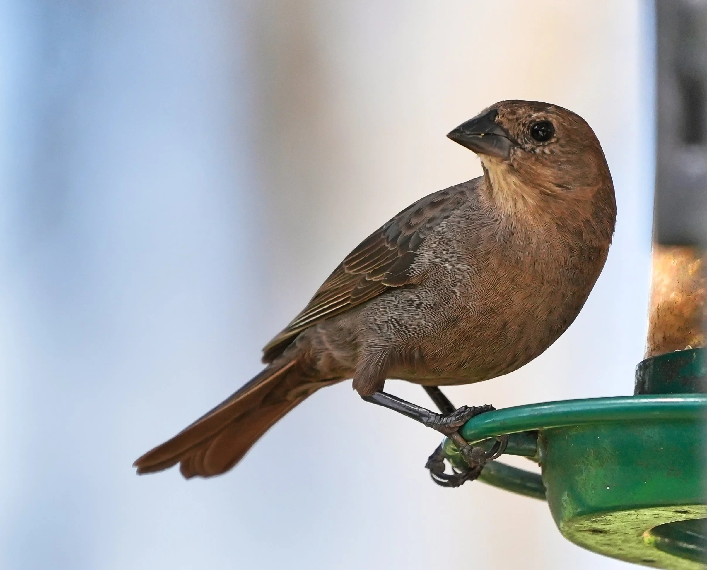 2026-3-5 - Brown-headed Cowbird female 0.jpg