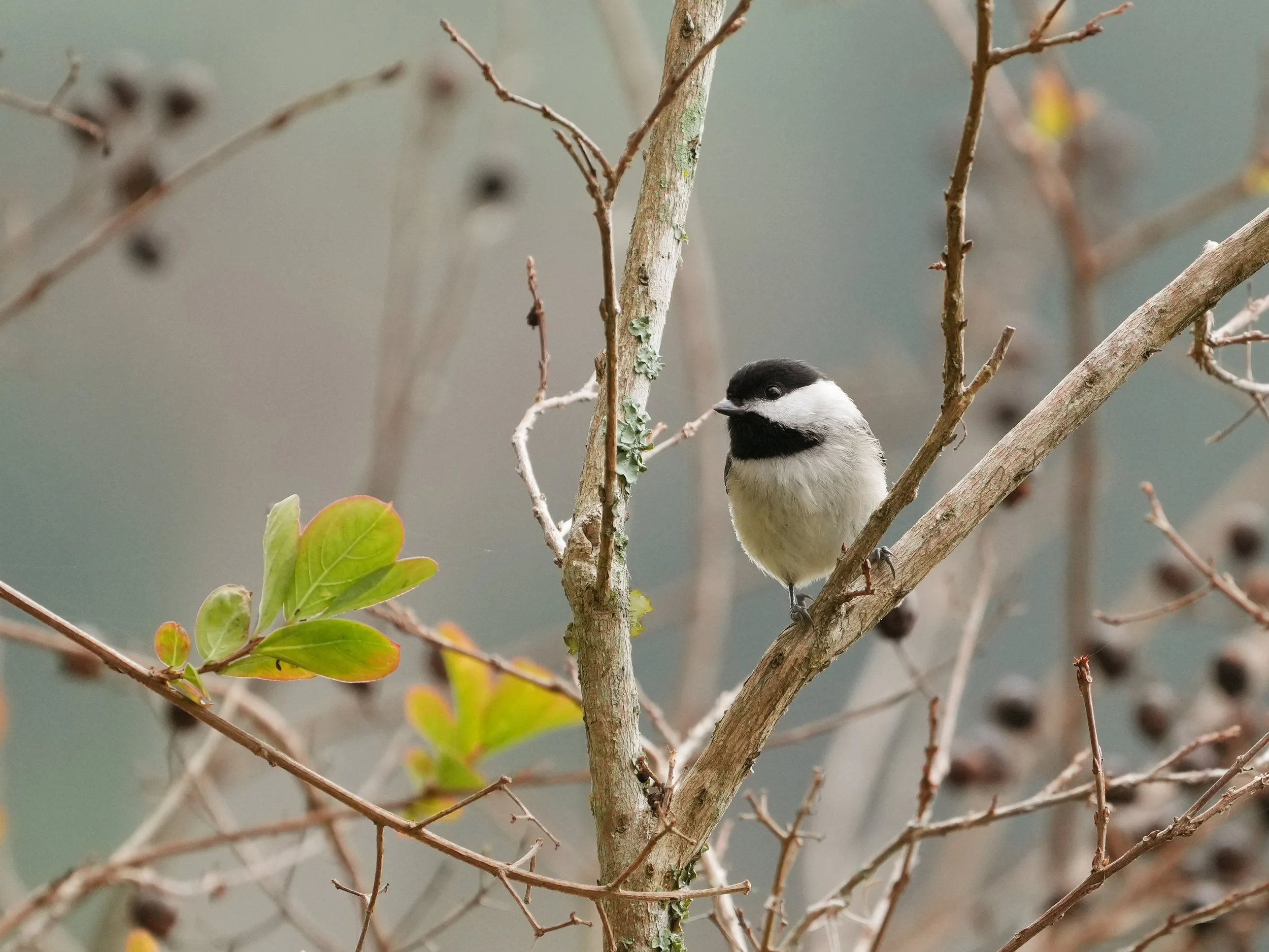 2026-1-5 - Eustis FL - Chickadee 0c.jpg