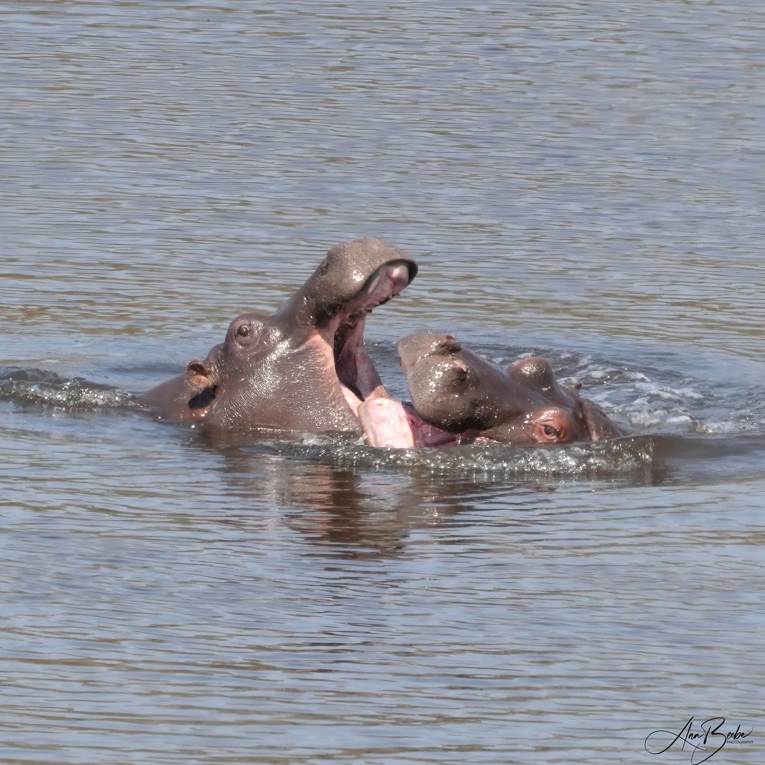 Hippos fighting - Kruger - signed.jpg