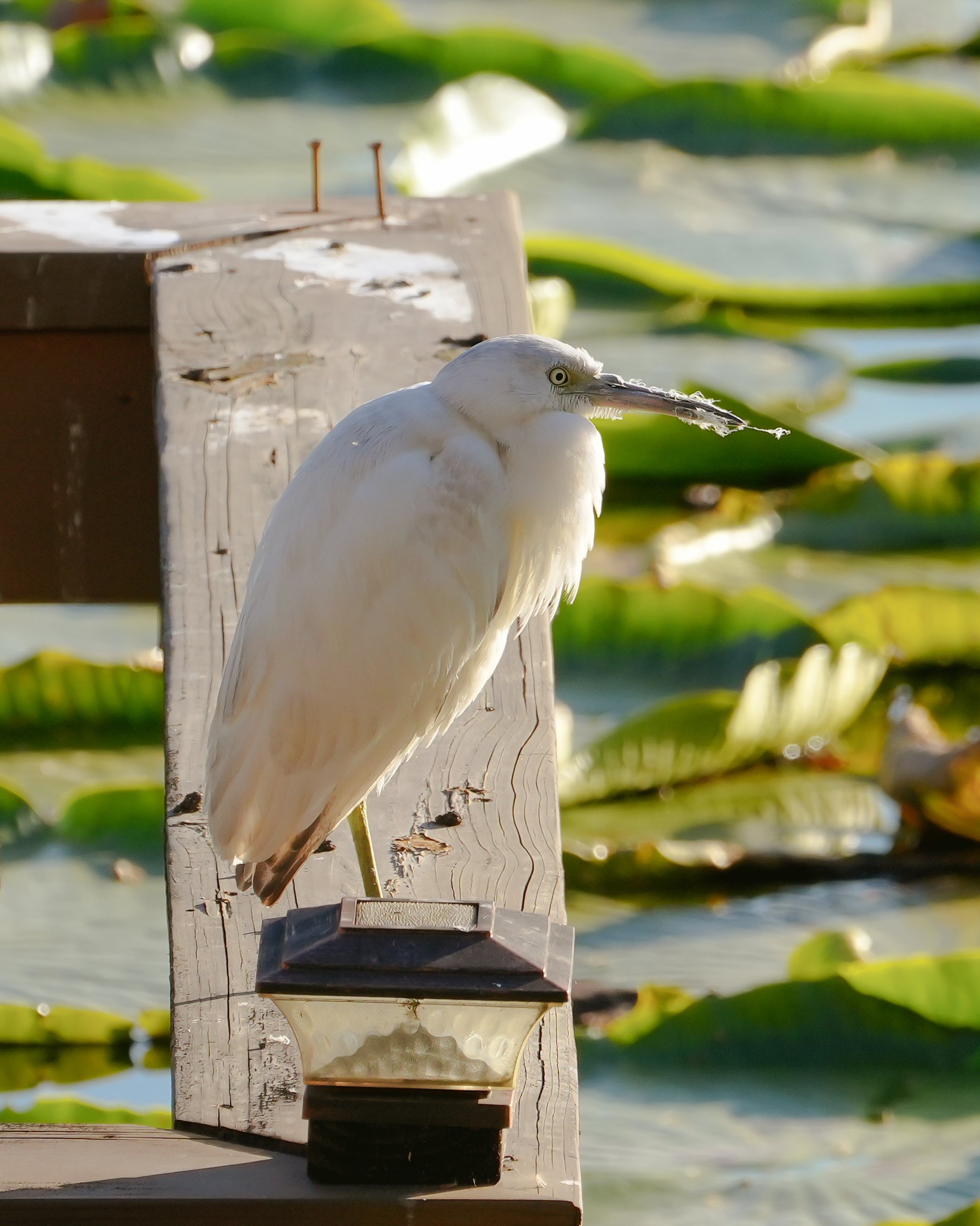 2026-1-29 - Little blue Heron with messy beak 1.jpg