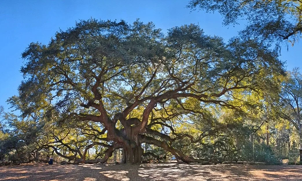 Day 38: the famous Angel Oak tree on John's Island, South Carolina. Confession: I used Photoshop to remove a small fence that surrounds the tree and a couple of people who wouldn't move! 😂 This 400-500 year-old tree deserves the spotlight by itself.