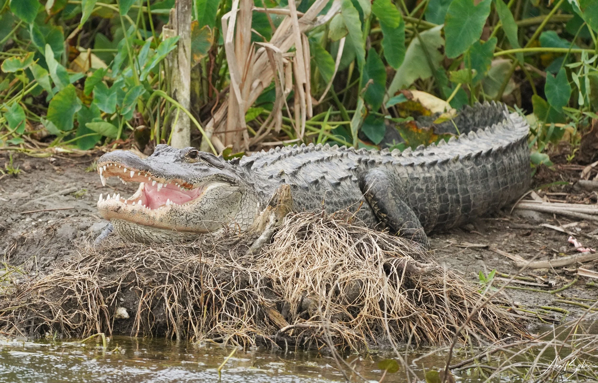 Grinning gator 1 - signed.jpg