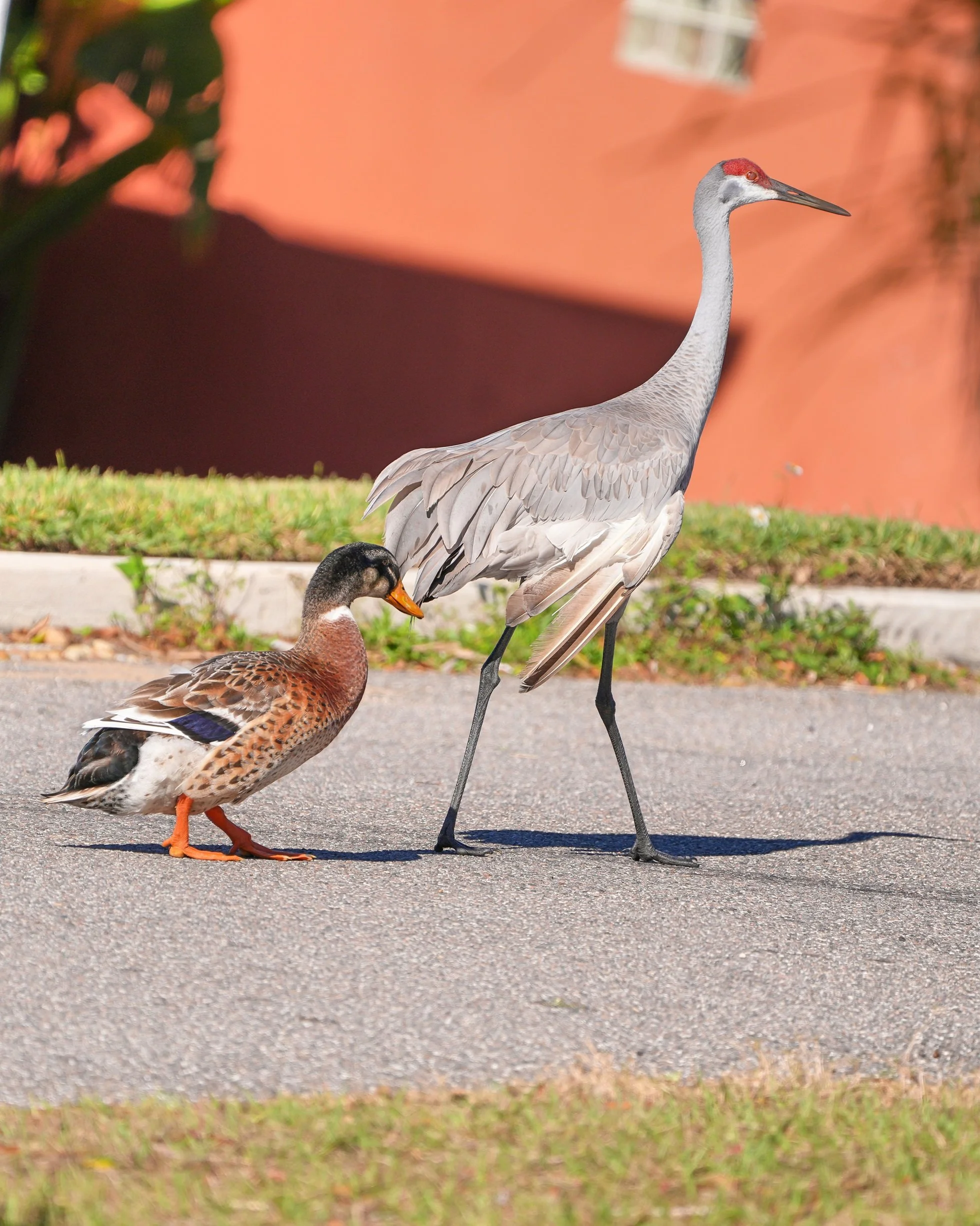 2026-1-19 - Sandhill Cranes with Mallard 5 small.jpg