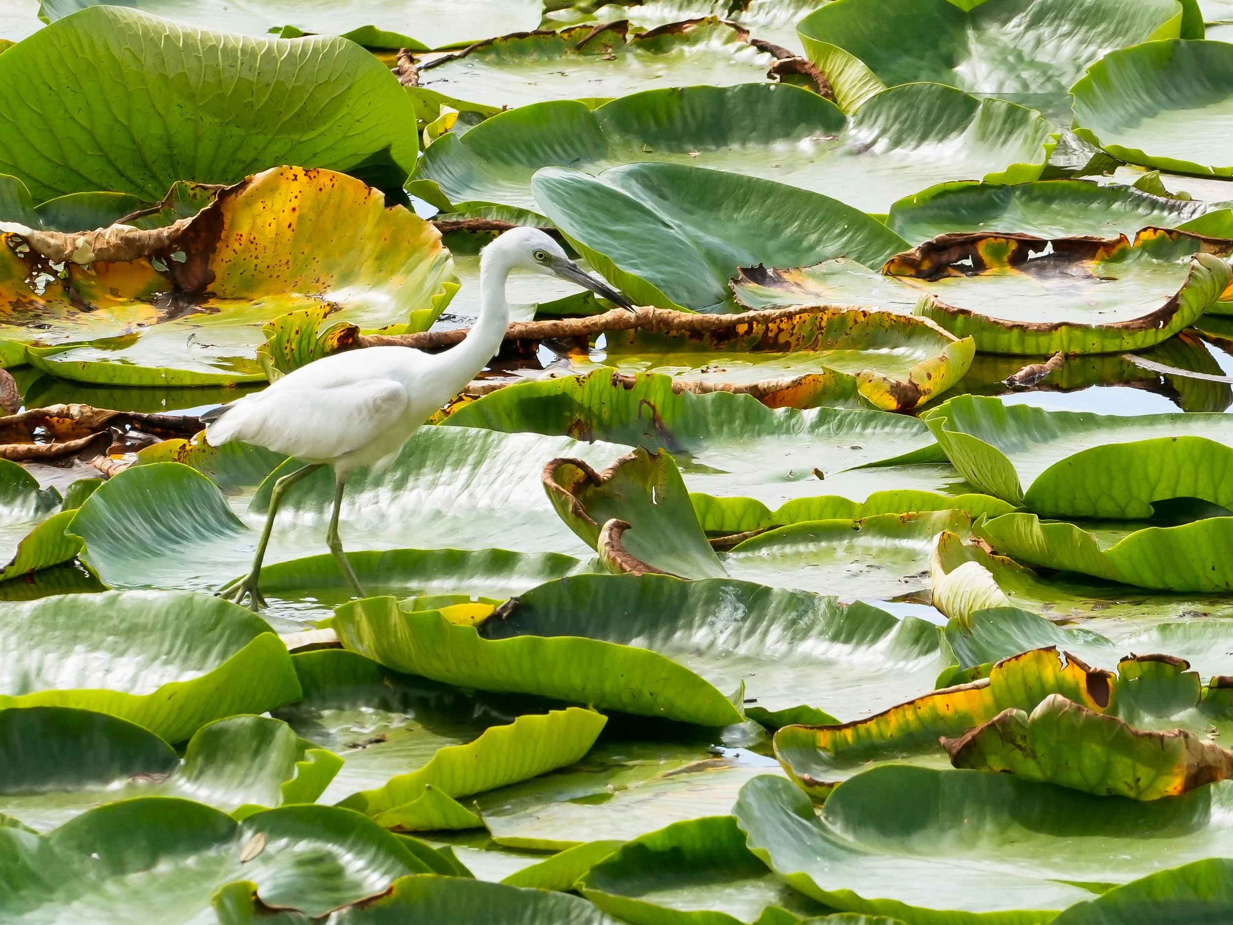 2026-3-7 - Little Blue Heron - juvenile - walking on lily pads.jpg