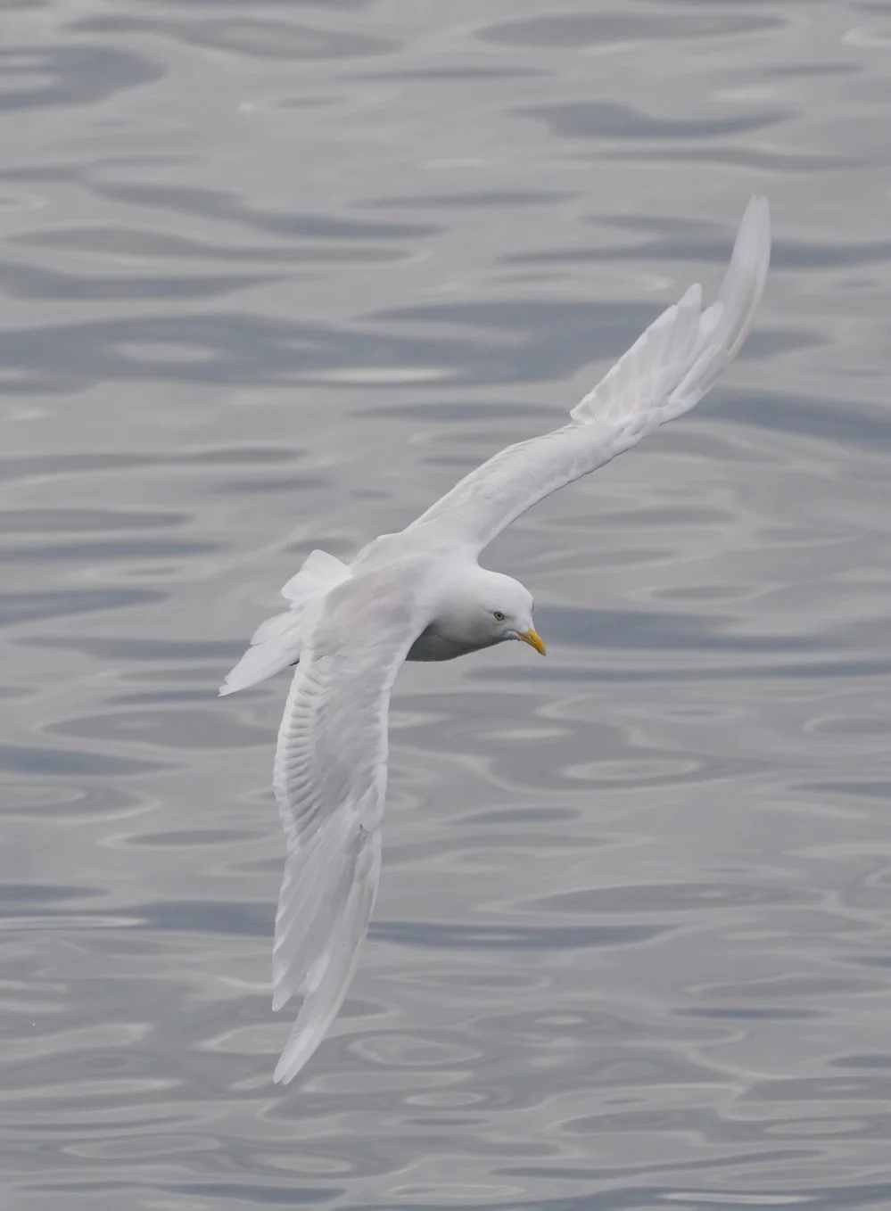 2026-8-31 - Ilulissat - what bird gulls 02.jpg