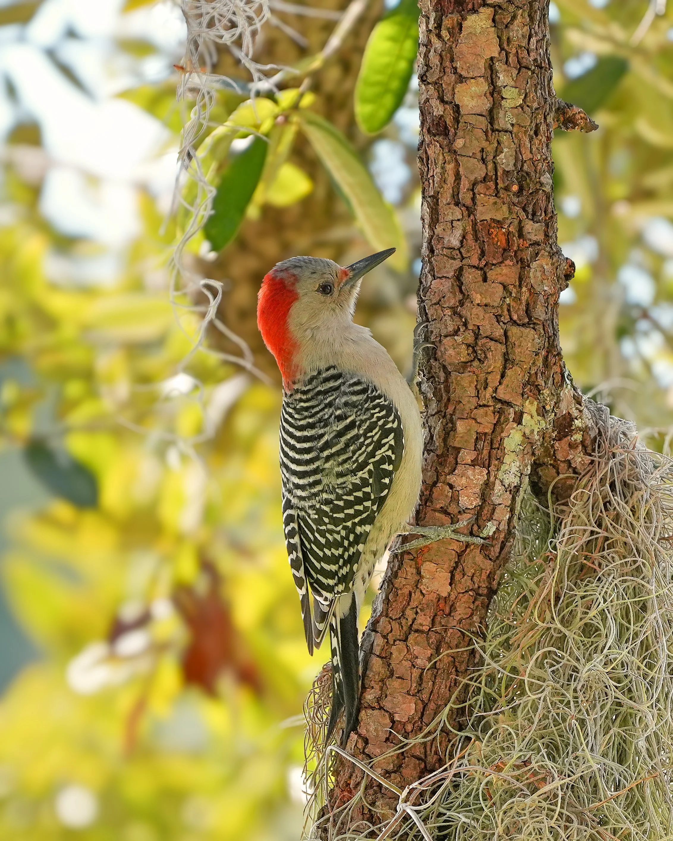 Day 28: Red-bellied Woodpecker looking for food.