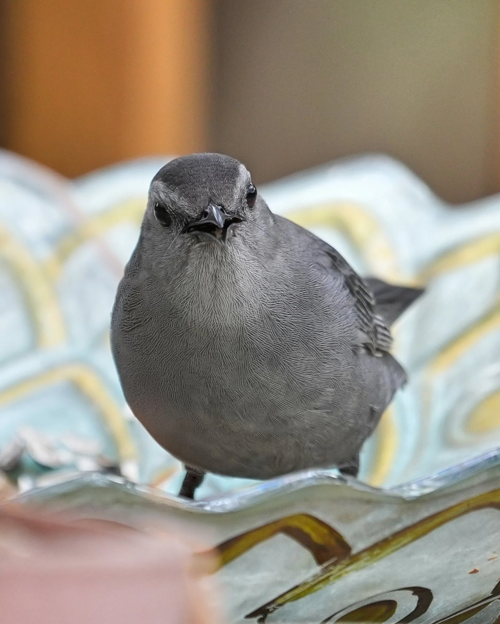 Day 43: Today's photo is the first decent photo I've ever taken of a Gray Catbird! They usually shy away too quickly for me. This one was visiting my bird bath. I had no idea they actually have whiskers!